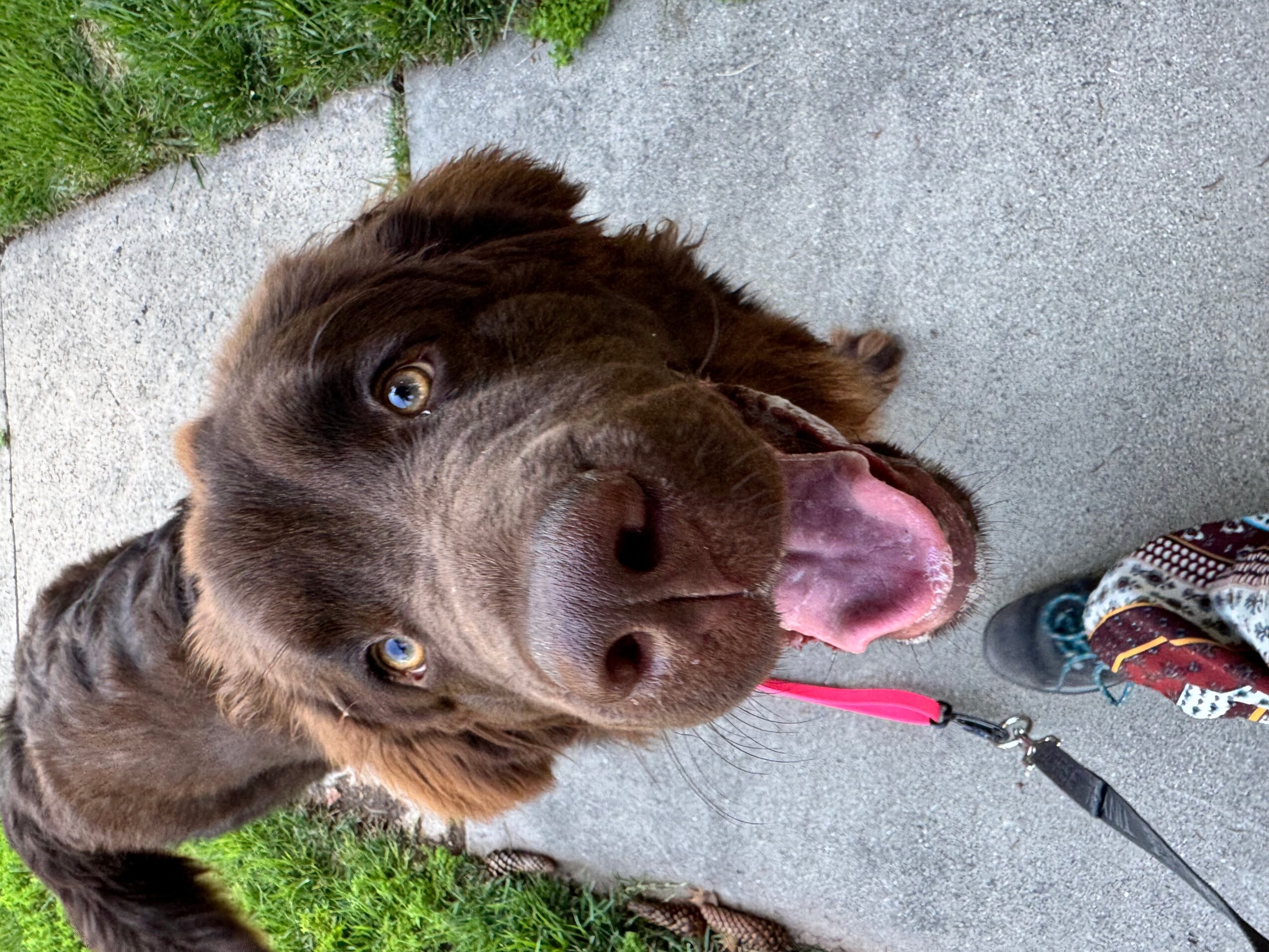 Brown dog with blue eyes lying on concrete sidewalk, tongue out, wearing a red collar, with grass nearby.