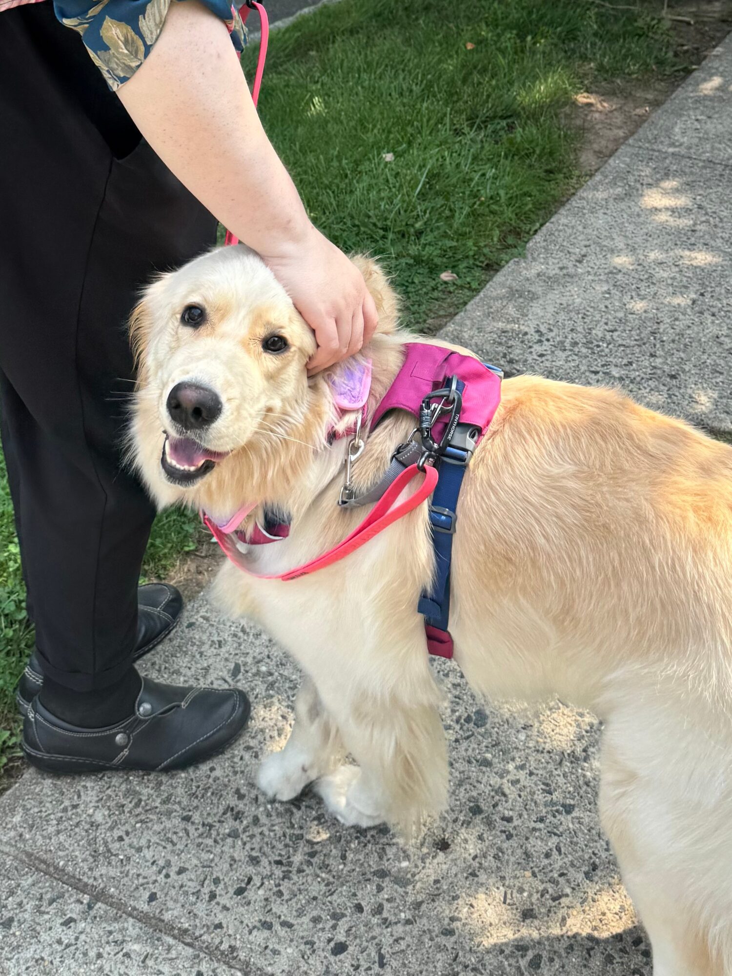 Person petting a golden retriever wearing a pink harness on a sidewalk with grass nearby.