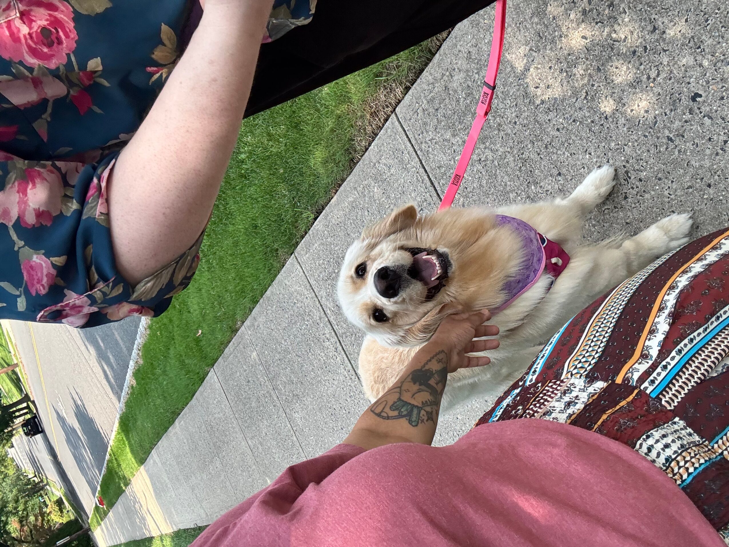 Person petting a small dog on a sidewalk, with a grassy area and a person in floral clothing nearby.