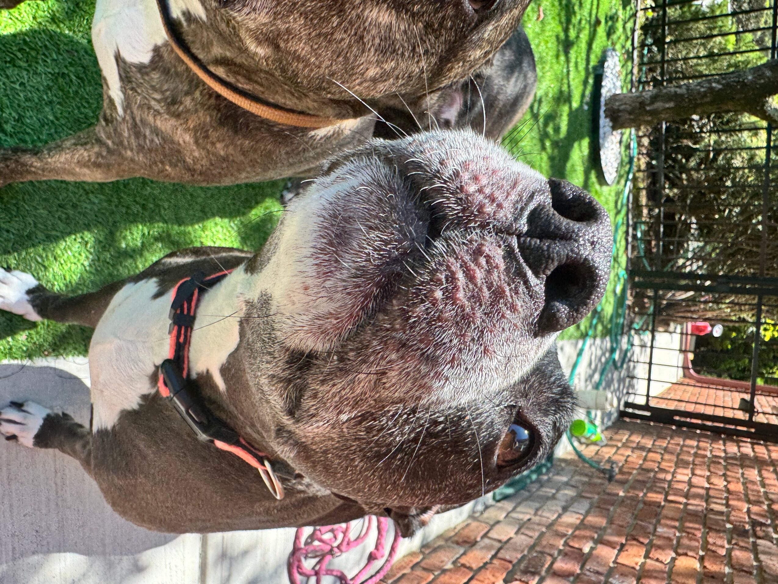 Close-up of a dog with closed eyes and a relaxed expression outdoors, with a brick wall and fence in the background.