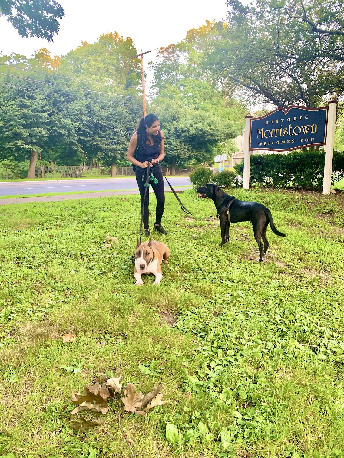 Woman walking two dogs on a grassy area near a sign that reads 'Morris Town,' with trees and a road in the background.