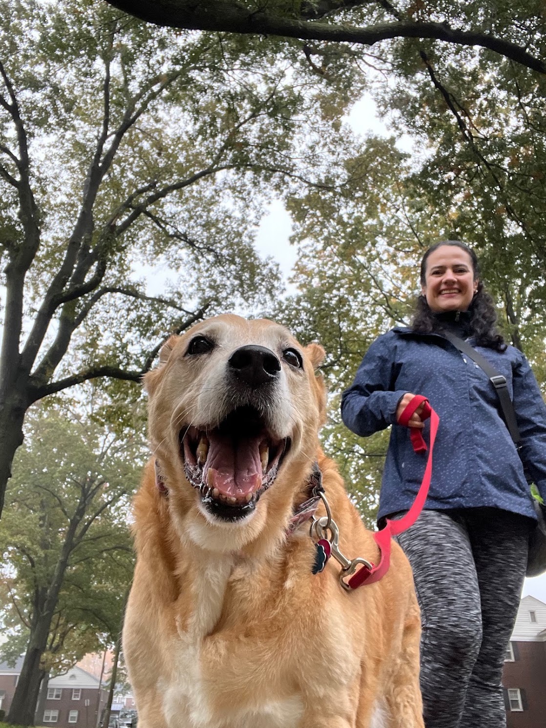 Person walking a large, happy dog outdoors with trees and sky in the background.