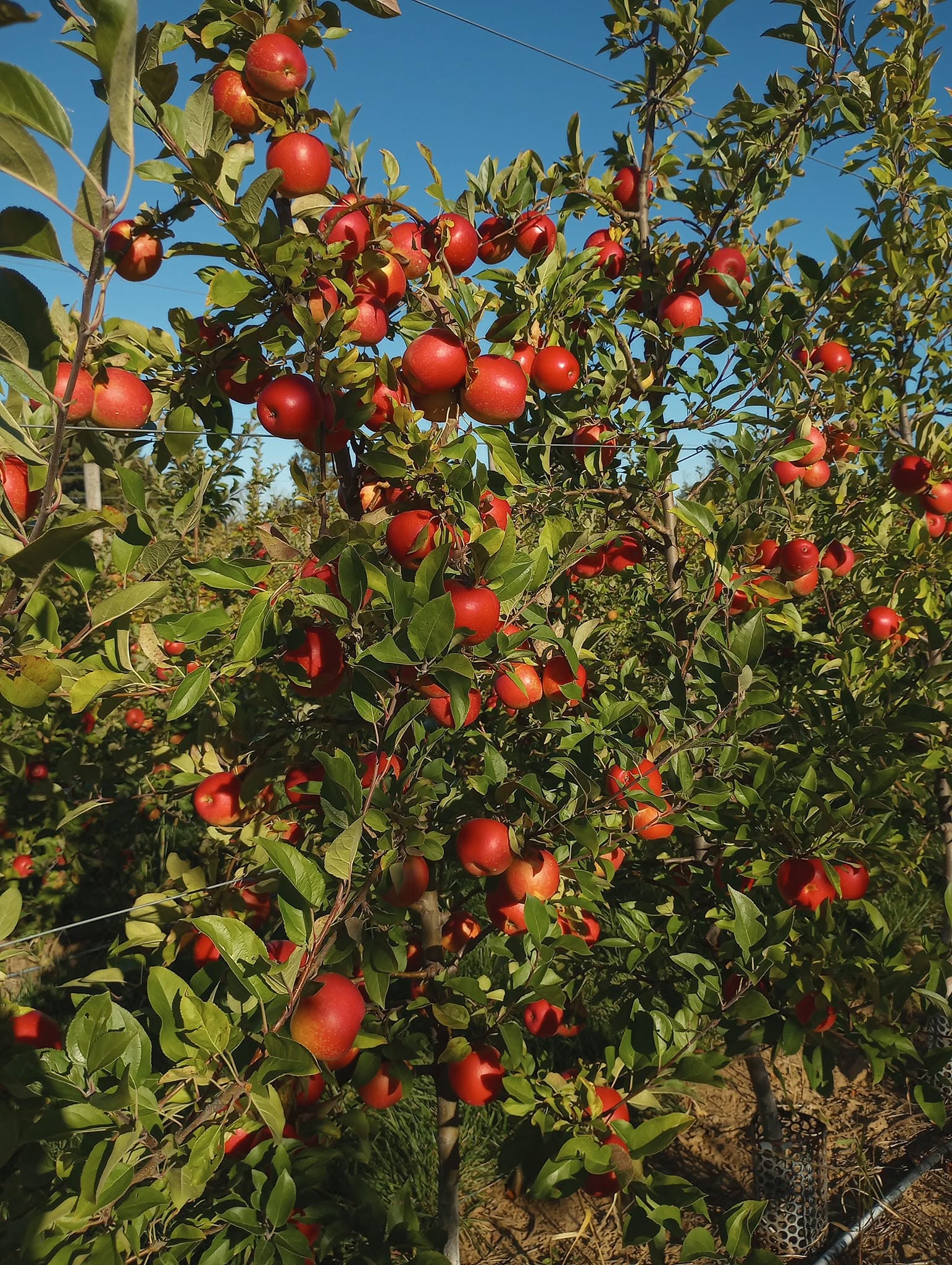 Apple tree with red apples and green leaves under a clear blue sky