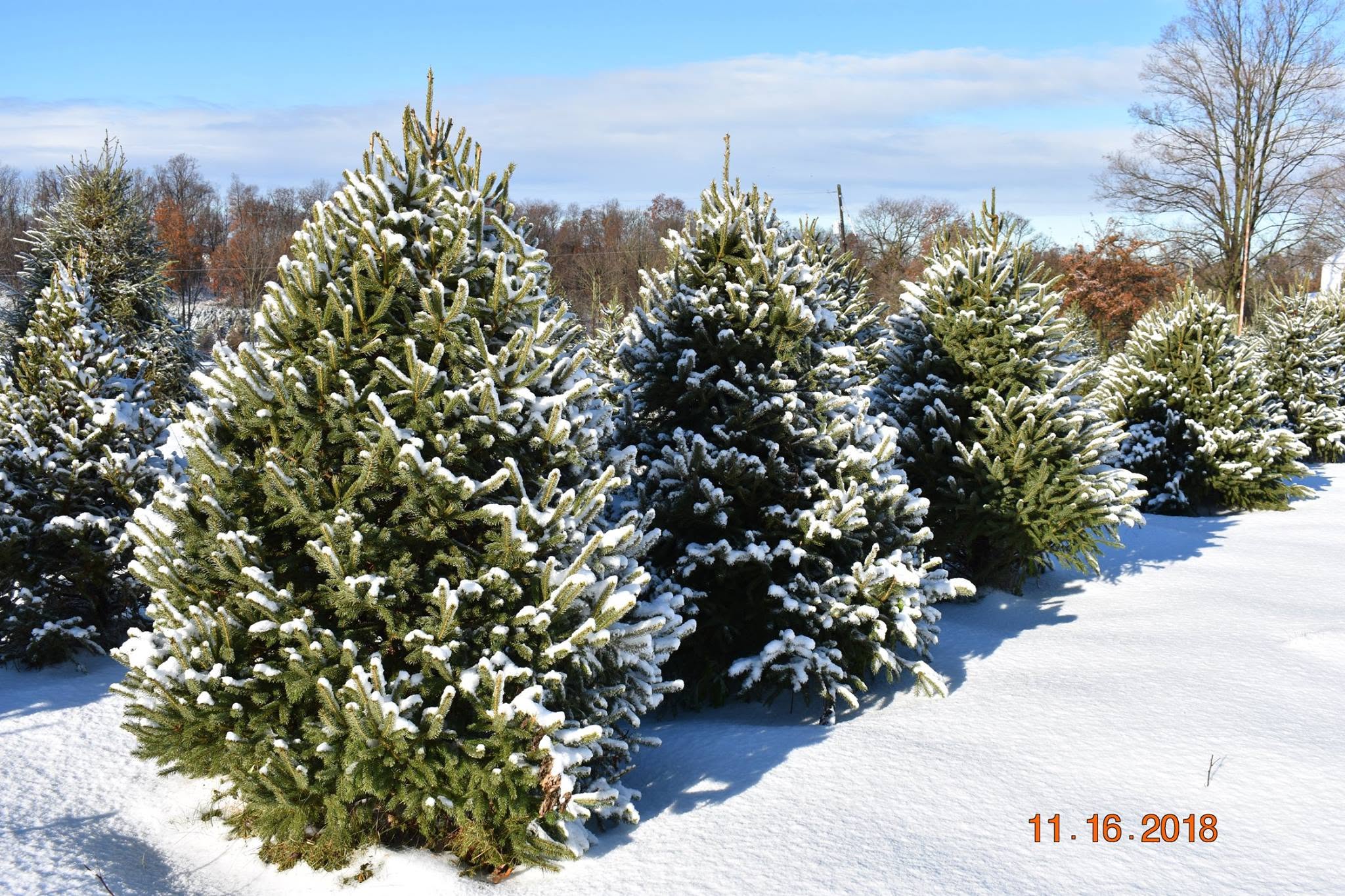 Line of snow-covered evergreen trees outdoors on a sunny winter day, with a clear blue sky and leafless trees in background.