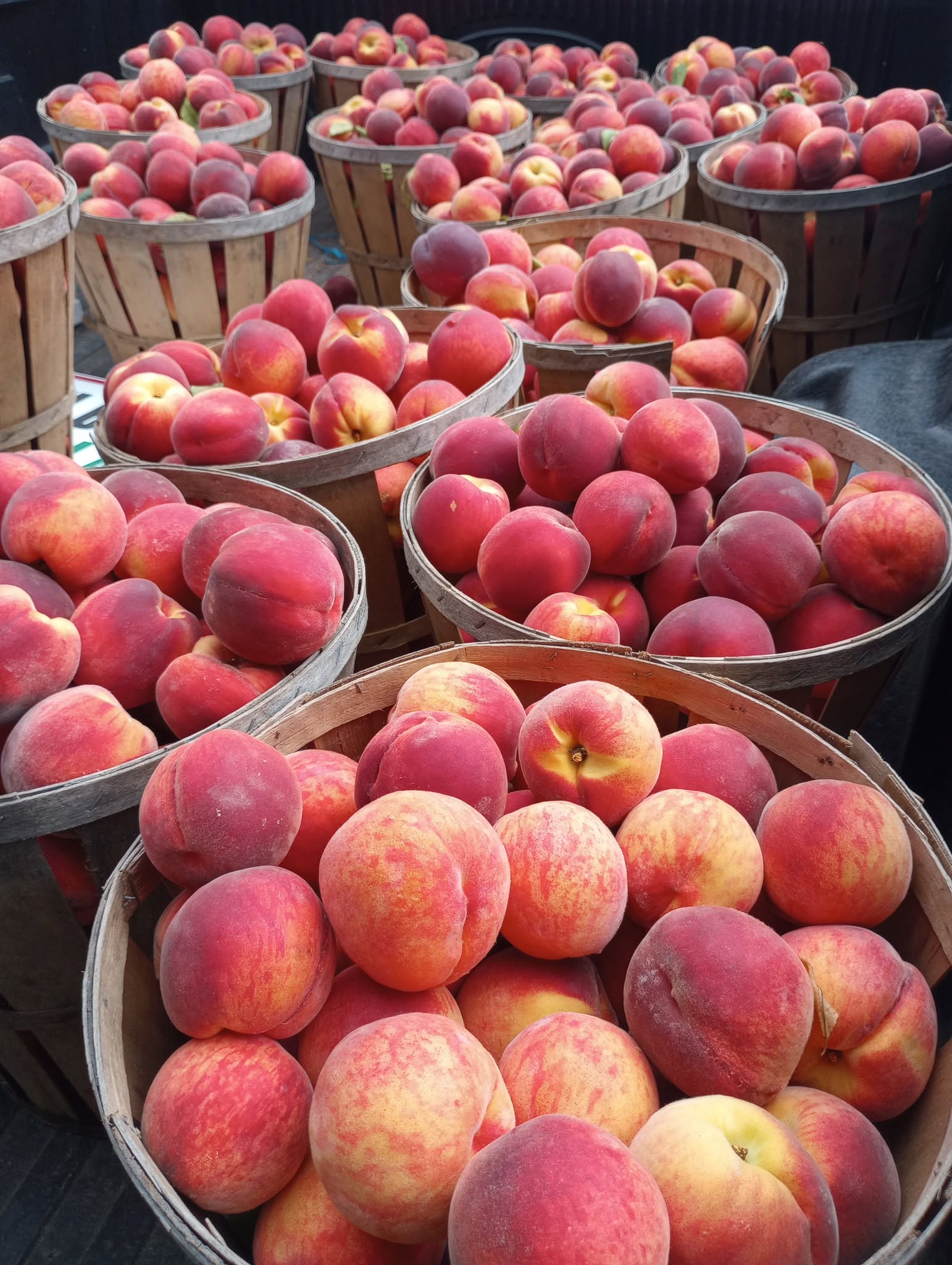 Multiple baskets filled with ripe peaches arranged outdoors, sunlight illuminating the fruit, with a dark background.