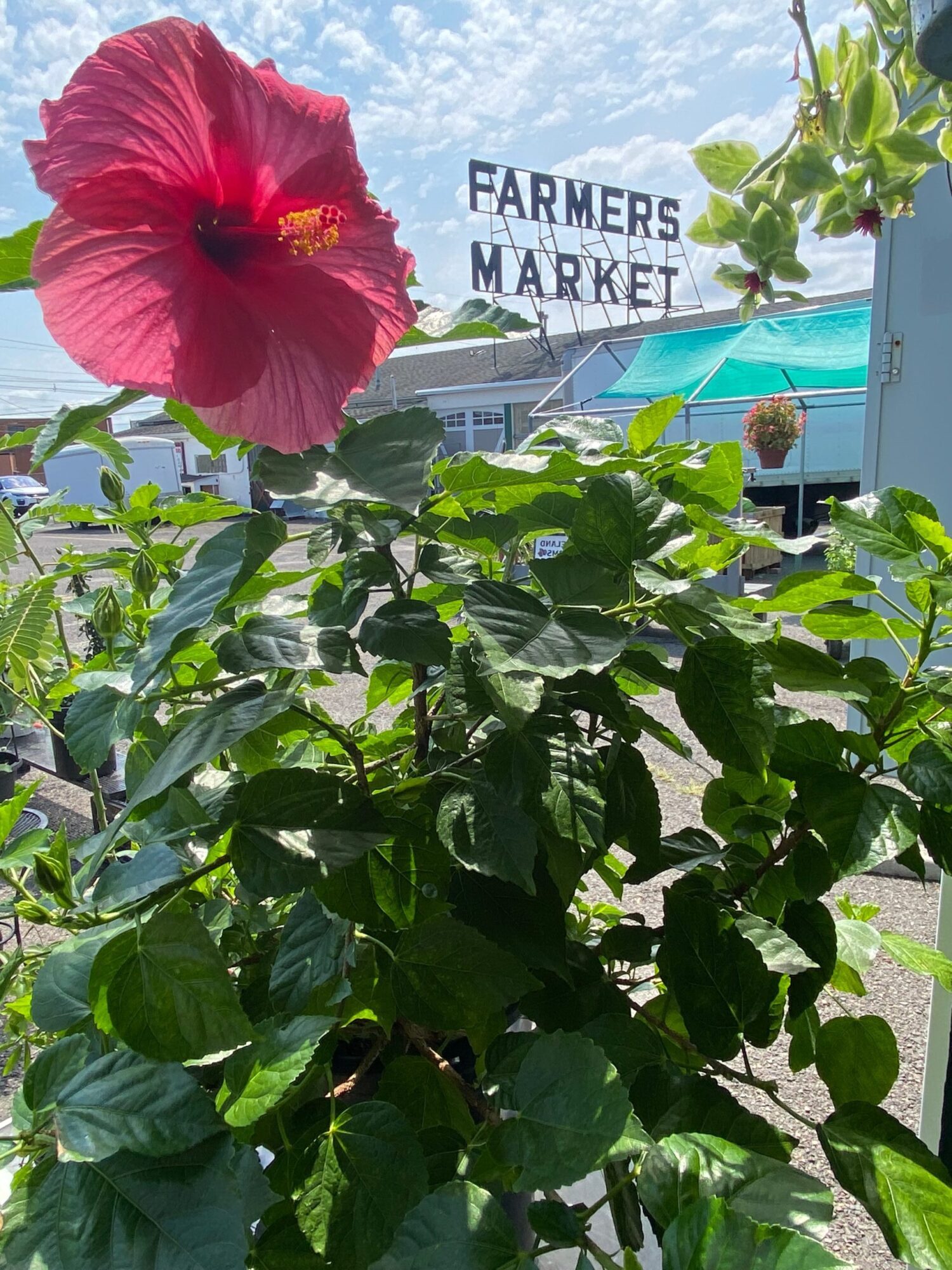 Exploring Life & Business with Tannwen Mount of The Trenton Farmers Market