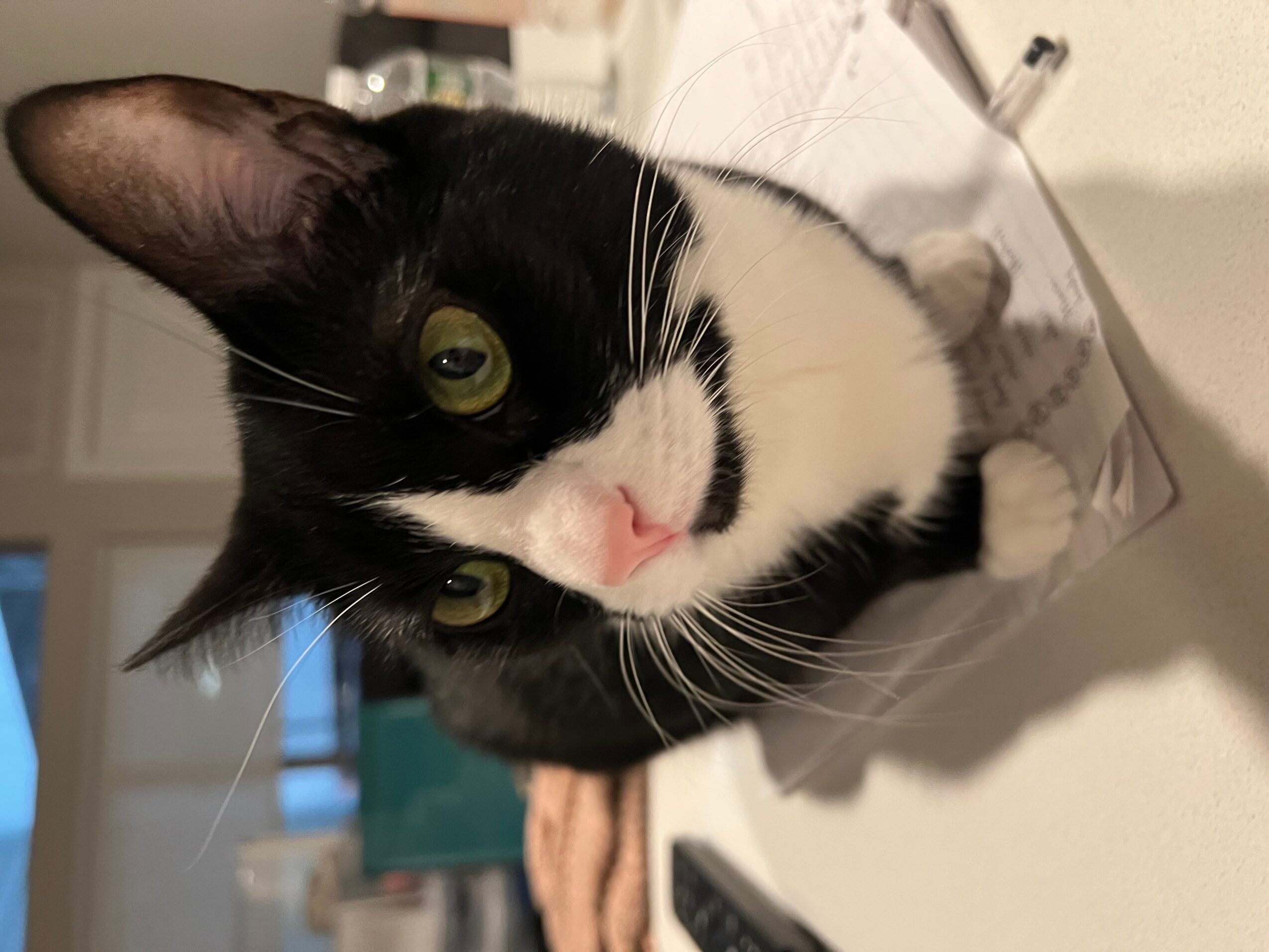 Black and white cat with green eyes sitting on papers, looking at the camera.