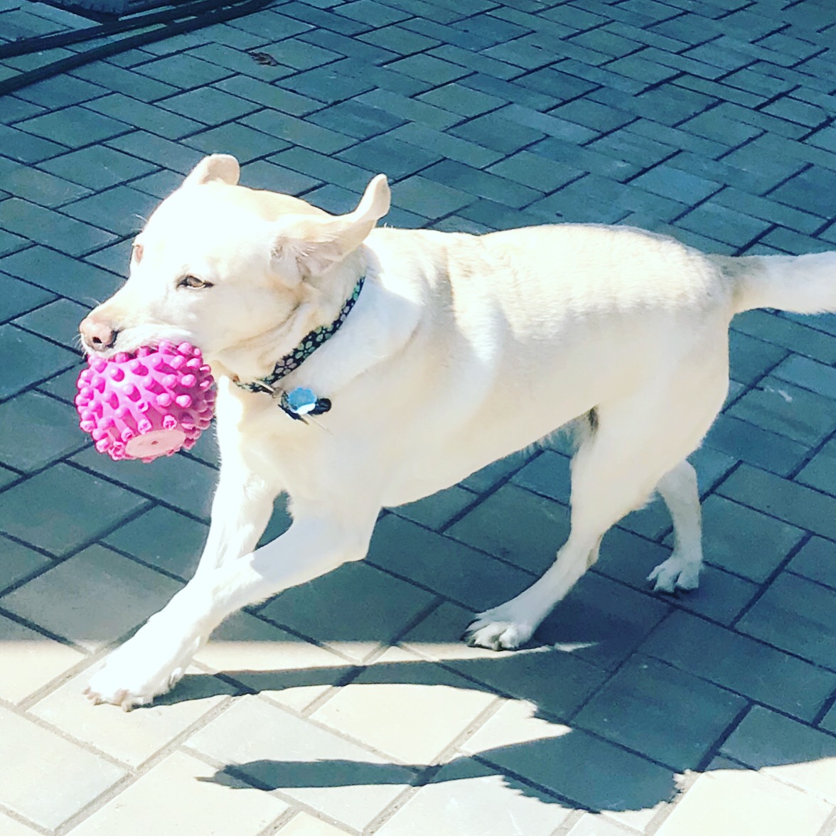 White dog playing with pink ball on paved surface, shadow visible, bright sunlight, outdoor setting.