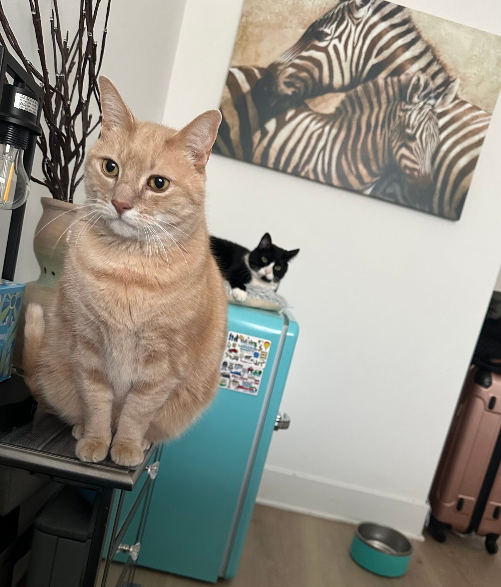 Two cats on a table in a room with a zebra picture on the wall, a blue mini fridge, and a pet bowl.