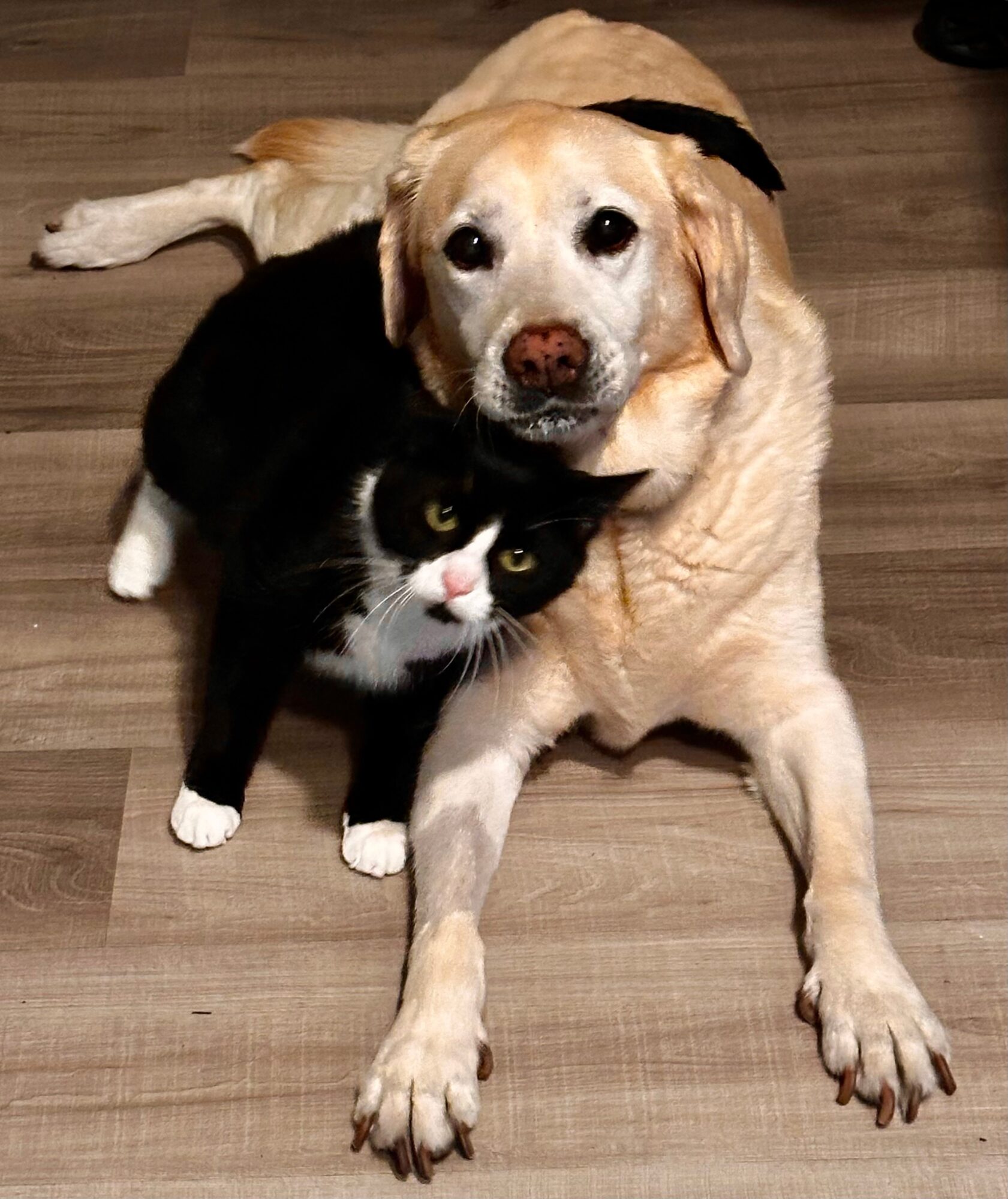 A dog and a cat lying on a wooden floor, with the dog behind the cat, both looking at the camera.