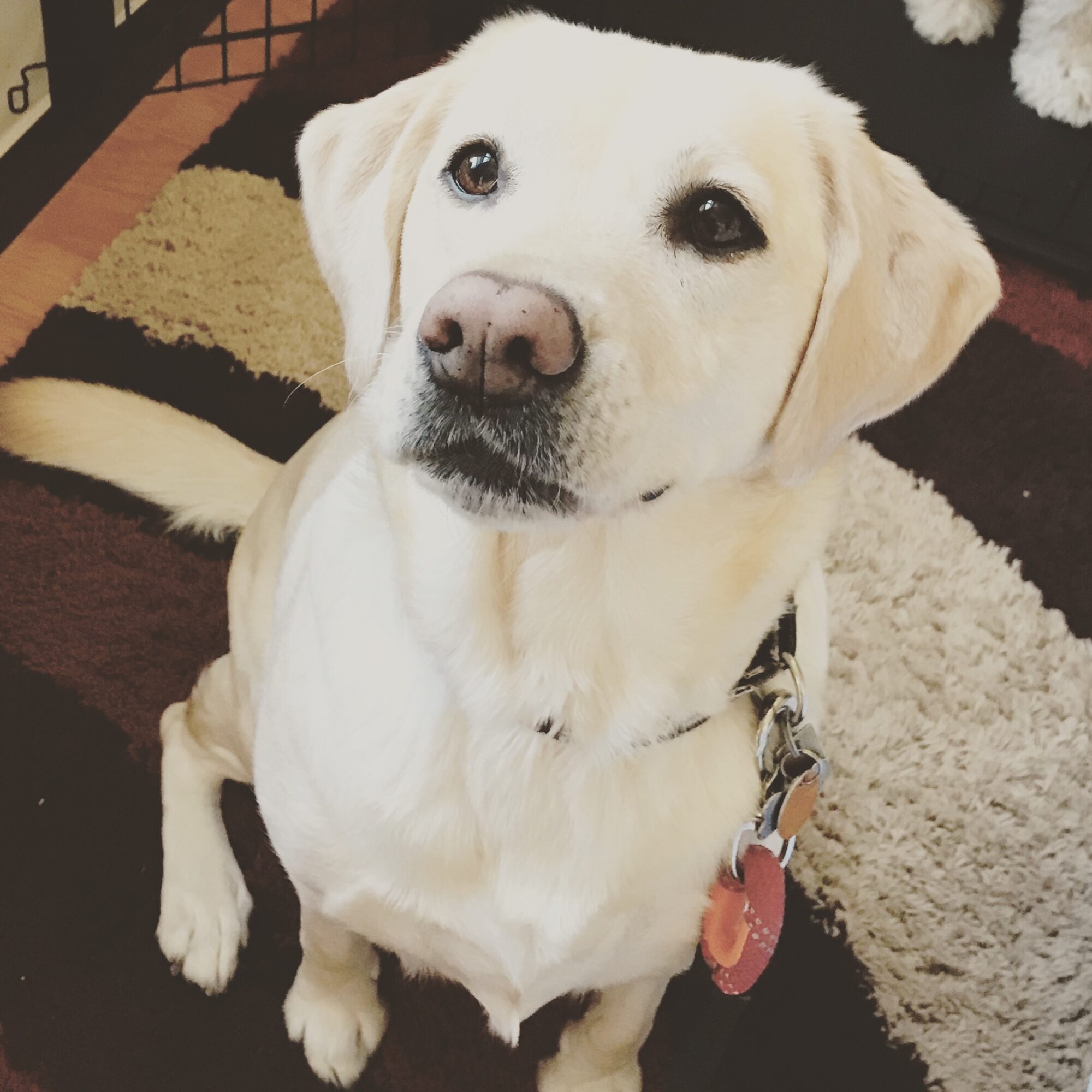 Labrador retriever sitting on a rug, looking up at the camera, with a black collar and tags, indoors.