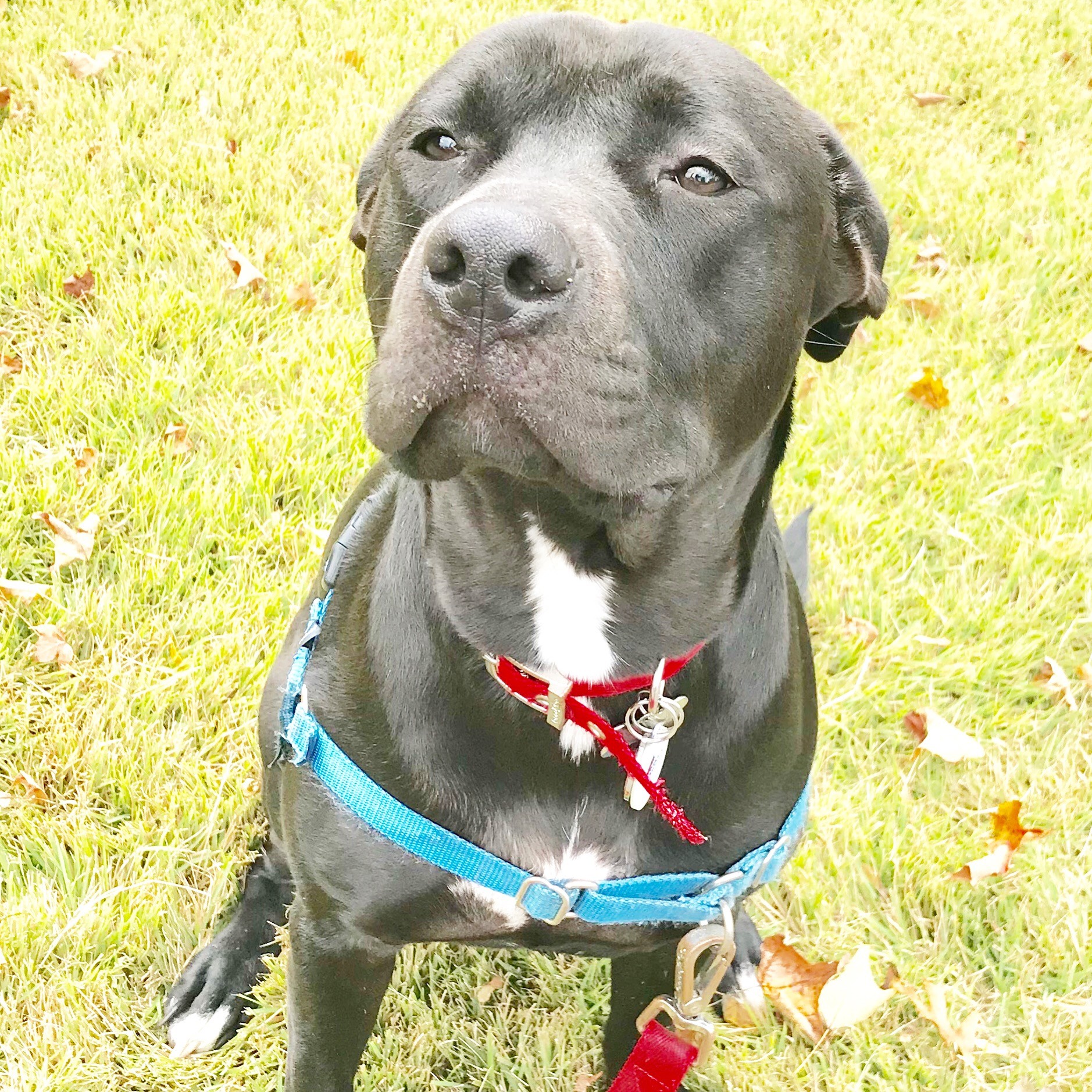 Black dog with a red collar and blue harness sitting on grass, looking at the camera.
