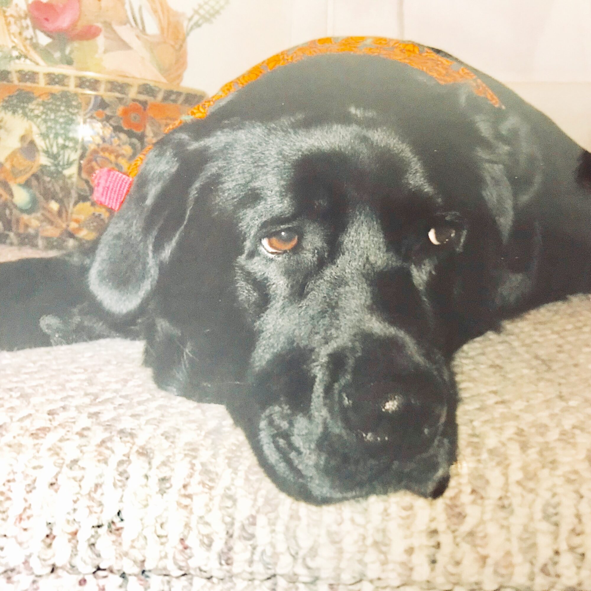 Black dog lying on a textured surface with a colorful pillow in the background.
