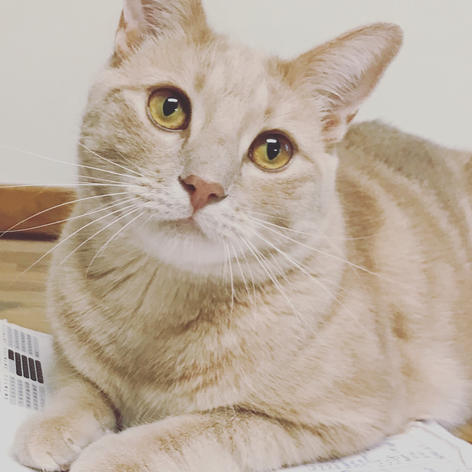 Light-colored cat with yellow eyes lying down, looking at the camera, with a neutral background.