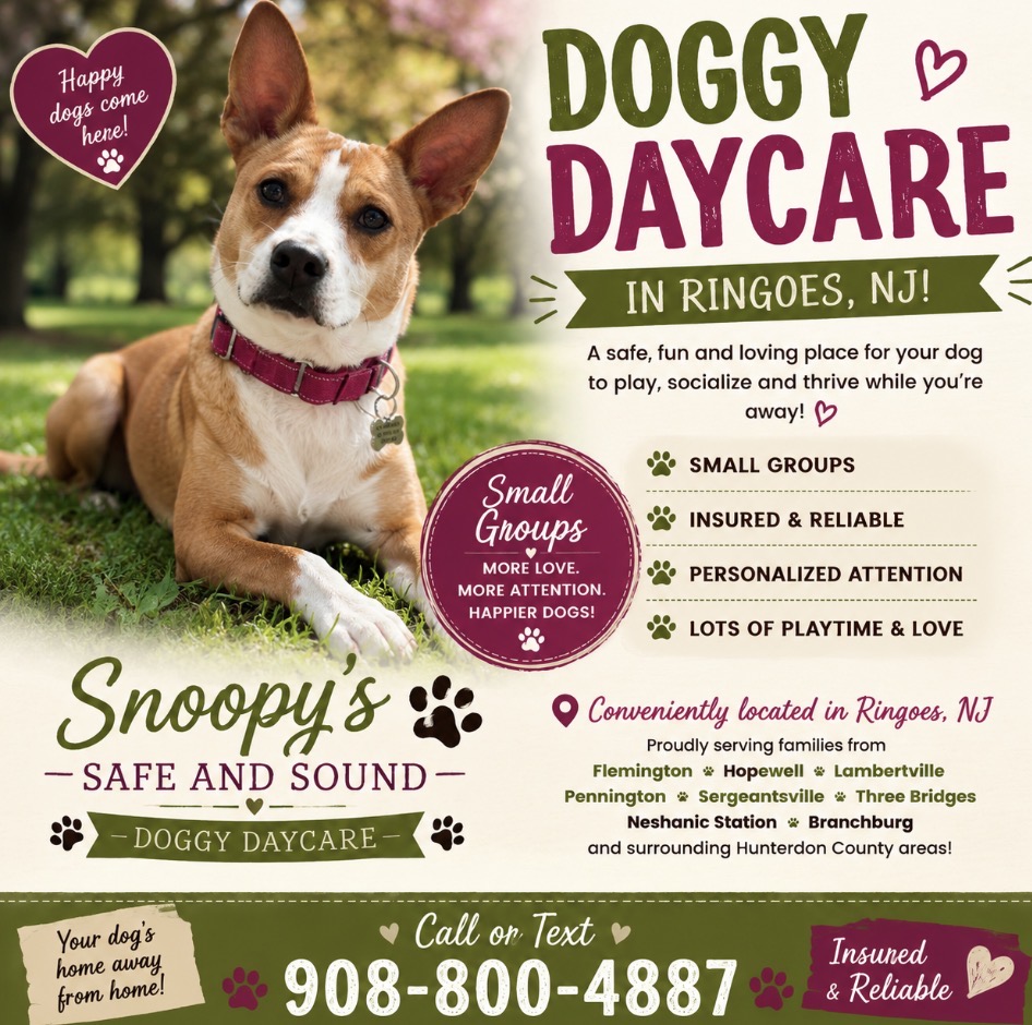 Dog with a pink collar lying outdoors, promotional flyer for doggy daycare in Ringoes, NJ, with text and icons.