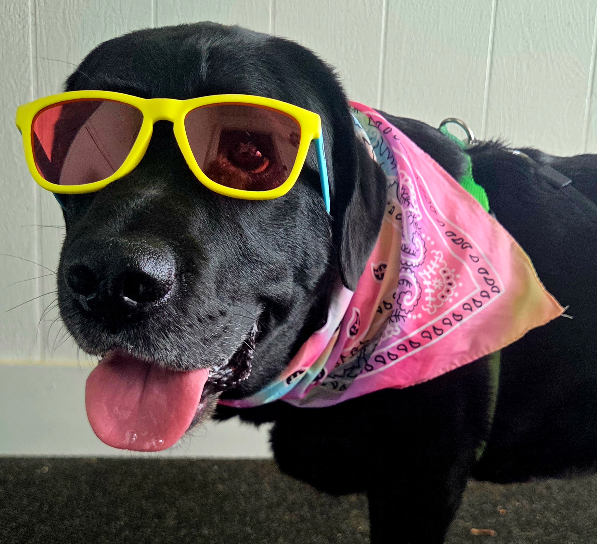 Dog wearing yellow sunglasses and a pink bandana, sticking out tongue, indoors against a white wall.