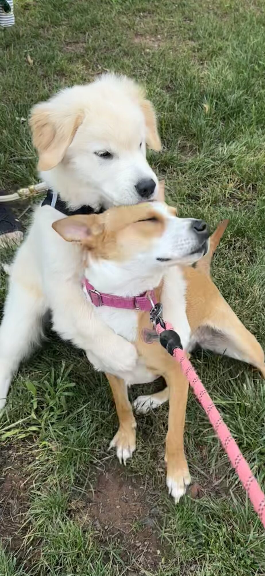 Two dogs, one puppy and one adult, sitting on grass, with the puppy licking the adult's face, both wearing collars and leashes.