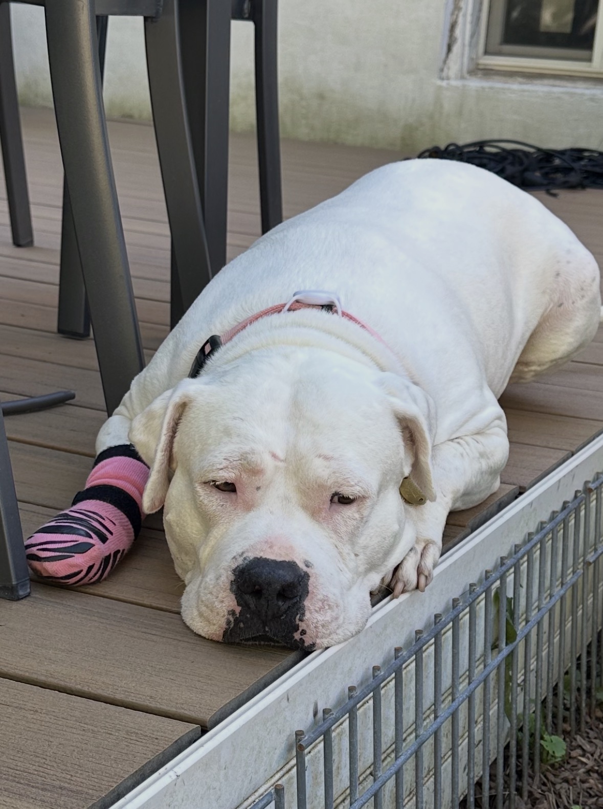 Dog lying on wooden deck with a pink and black sock on its front paw, resting its head on the ground.
