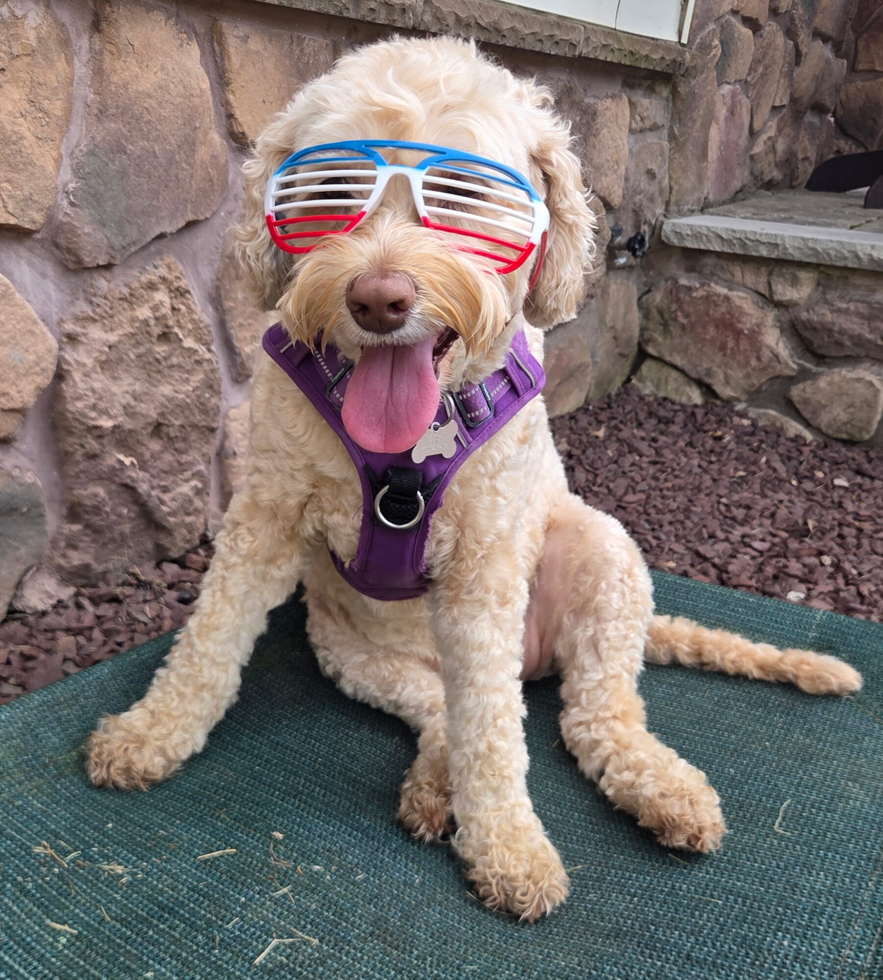 Dog wearing sunglasses and a purple harness, sitting on a mat outdoors, with a stone wall background.