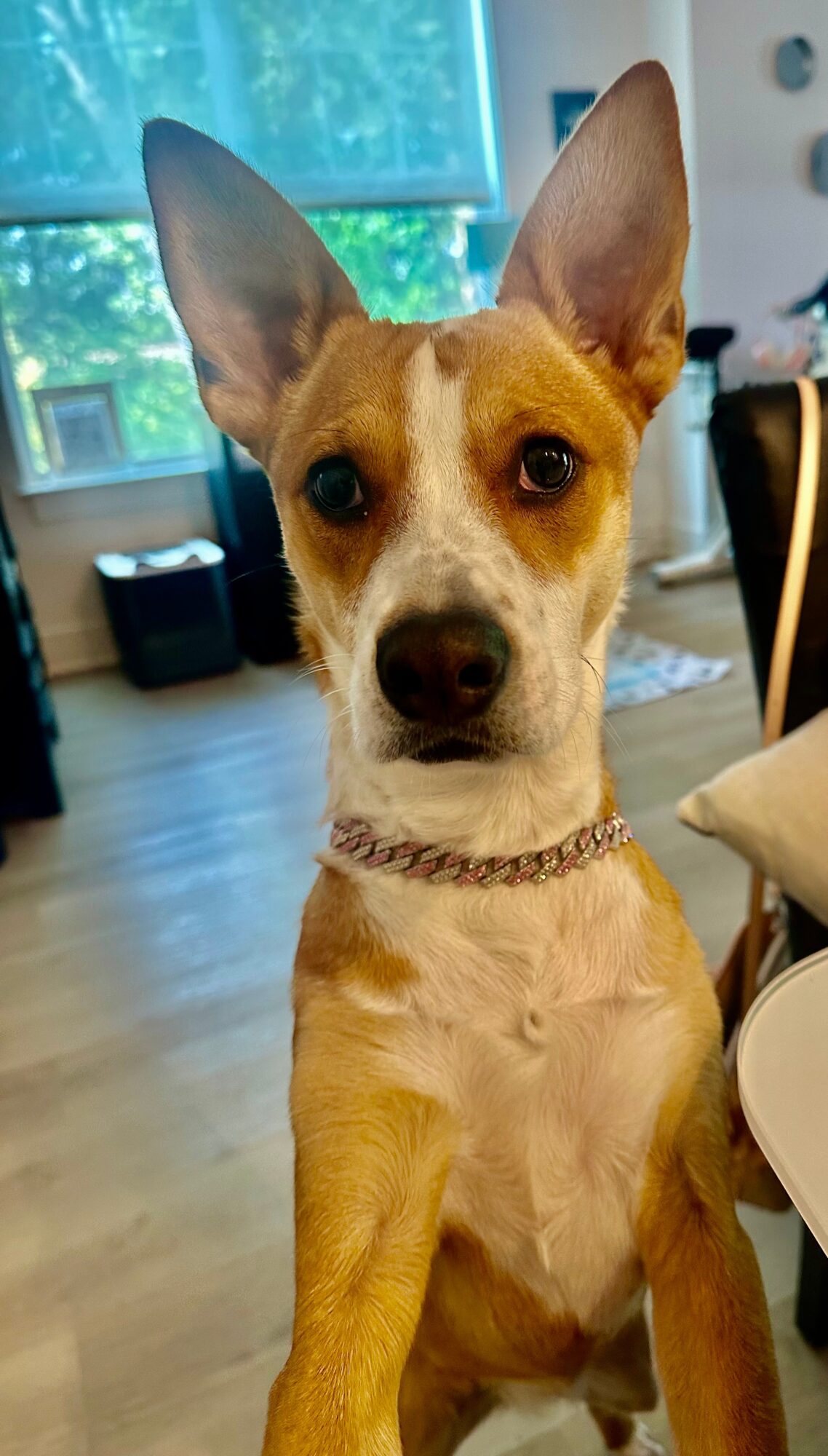 Dog with large ears and brown and white fur sitting indoors, looking at the camera.