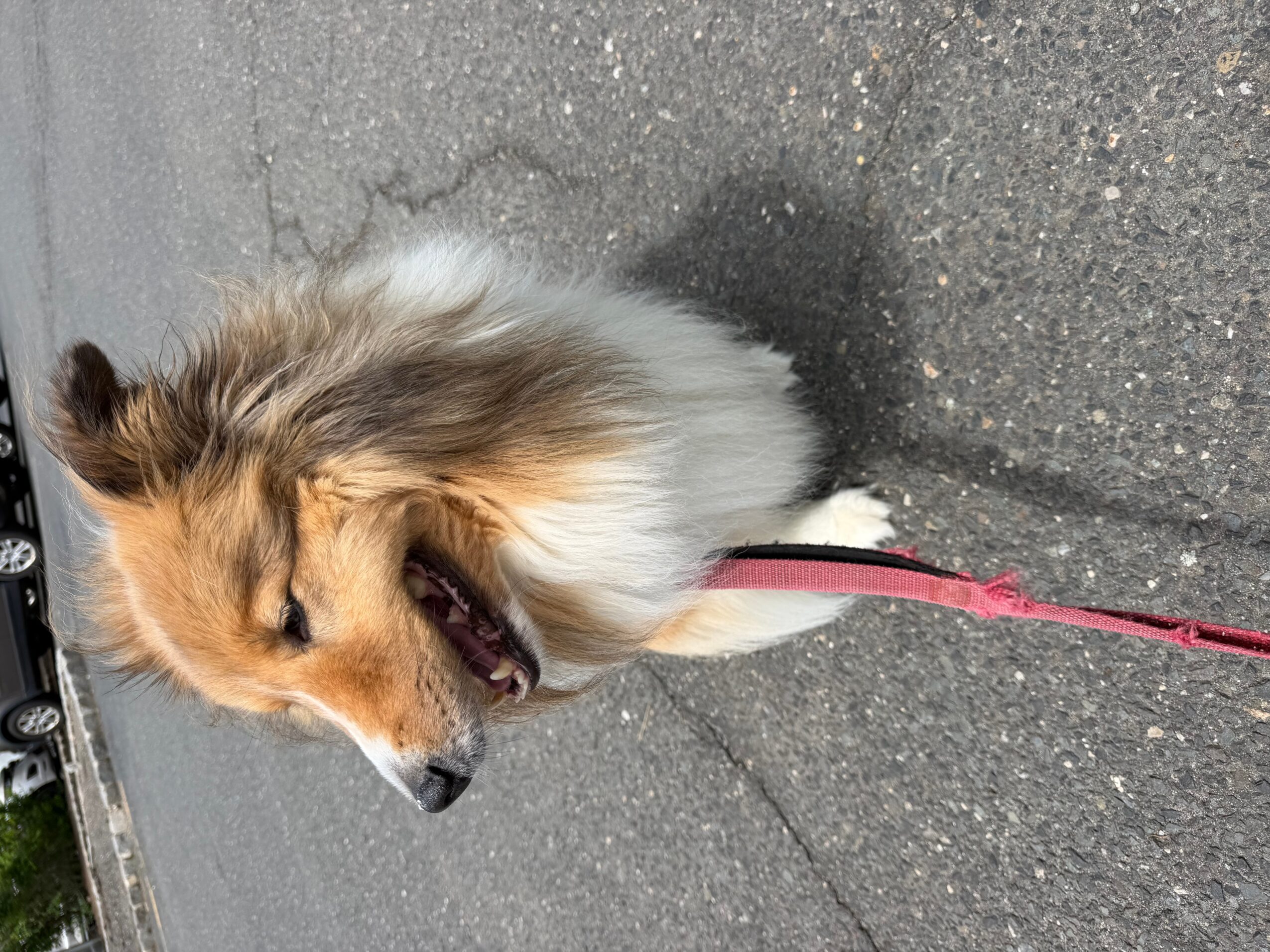 Dog with long fur and a pink leash standing on a paved surface, facing left.