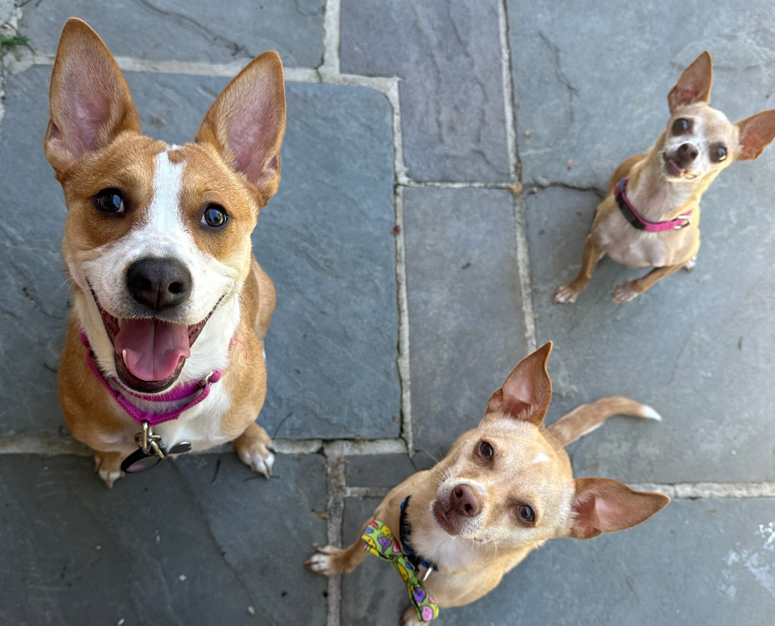 Three dogs looking up on a stone floor, one with a pink collar, one with a colorful collar, and one with a pink collar. Word count: 20