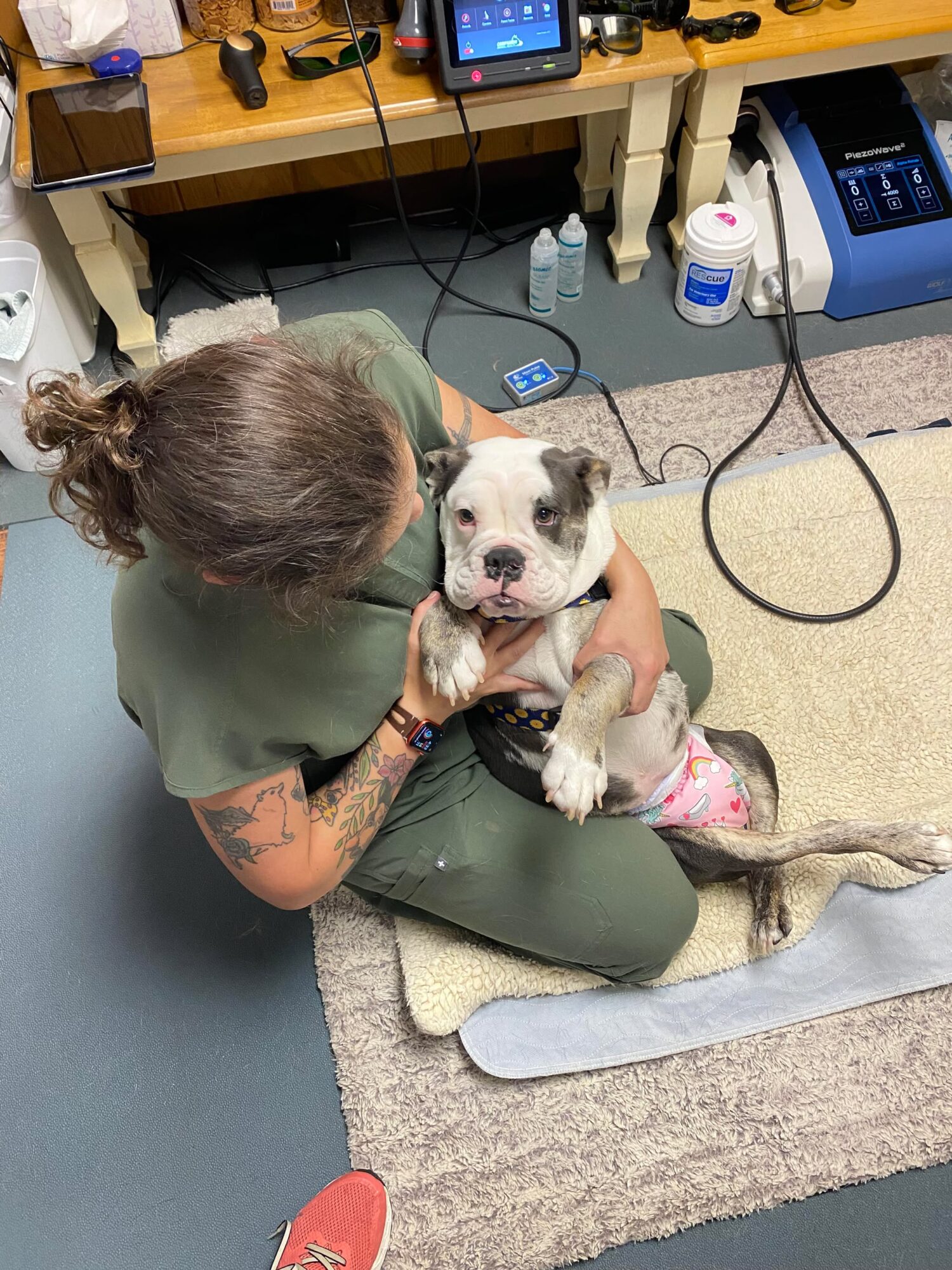 Vet holding a small dog with a white face and black markings, sitting on a mat in a clinic.