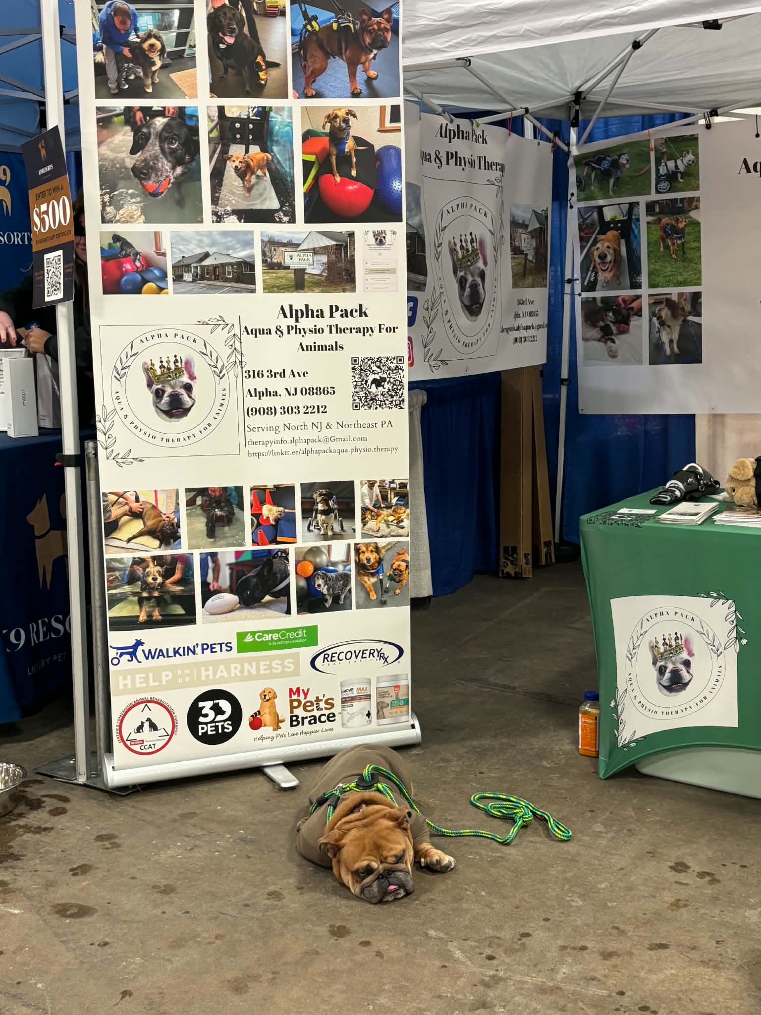 Dog lying on the ground in front of a pet adoption booth with photos and banners, green leash nearby.