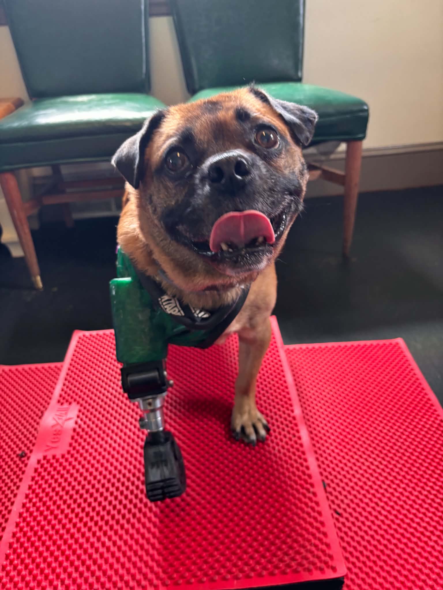 Happy dog with a prosthetic leg standing on a red mat, in front of green chairs.