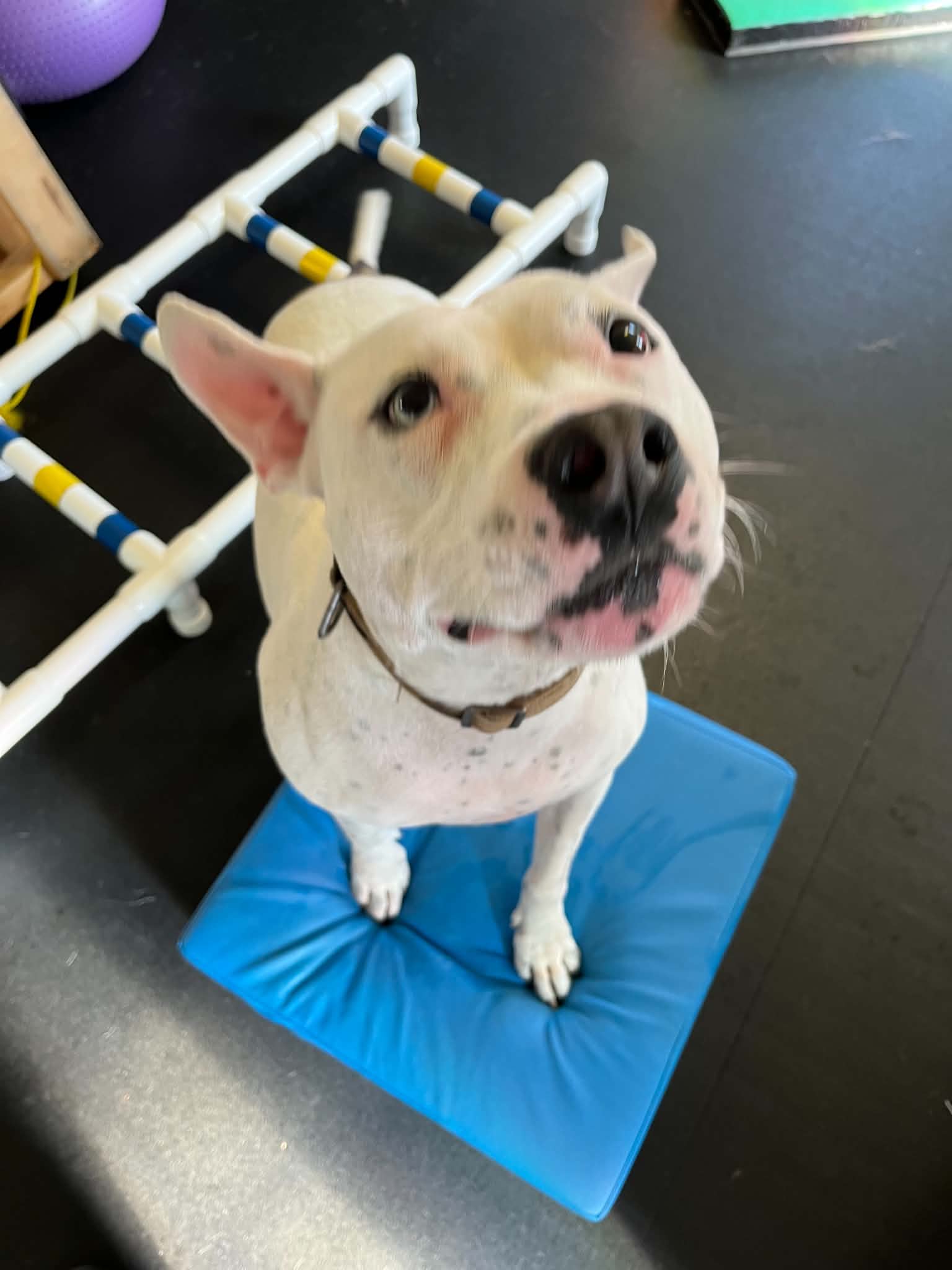 Dog sitting on a blue mat, looking up, with a white and black coat and a black collar.