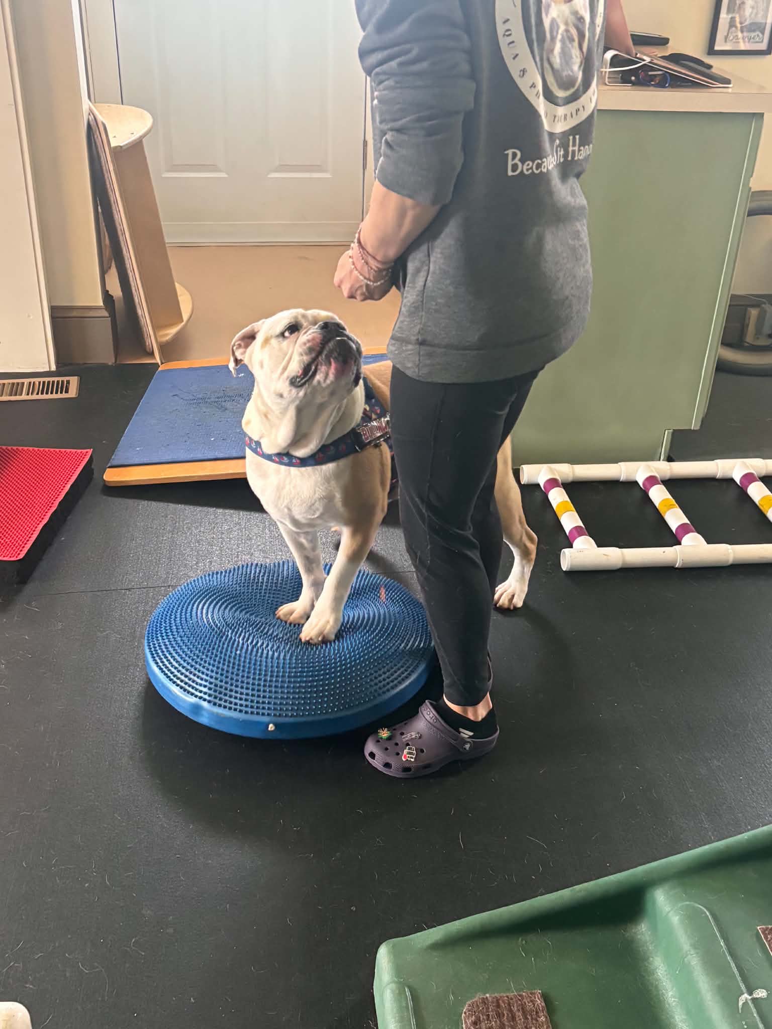 Person standing on a blue balance disc with a dog looking up at them indoors, with exercise equipment nearby.
