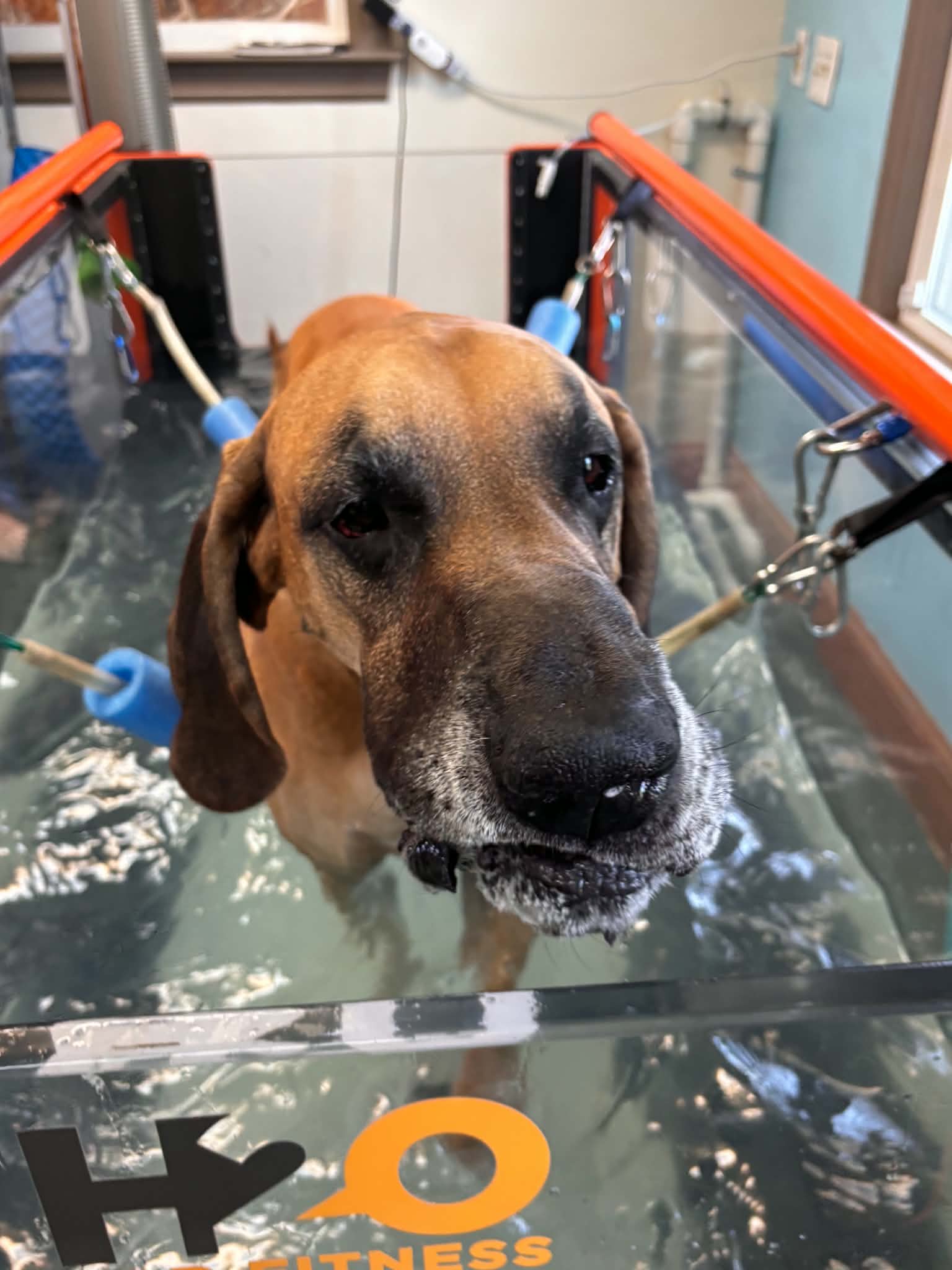 Dog in a bath with water, looking at the camera, surrounded by orange and black barriers, in a veterinary setting.