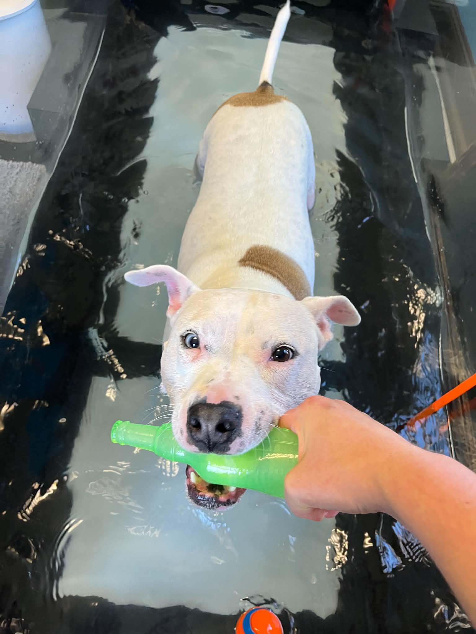 Dog swimming in water holding a green toy in its mouth, person holding the toy, water and reflection visible