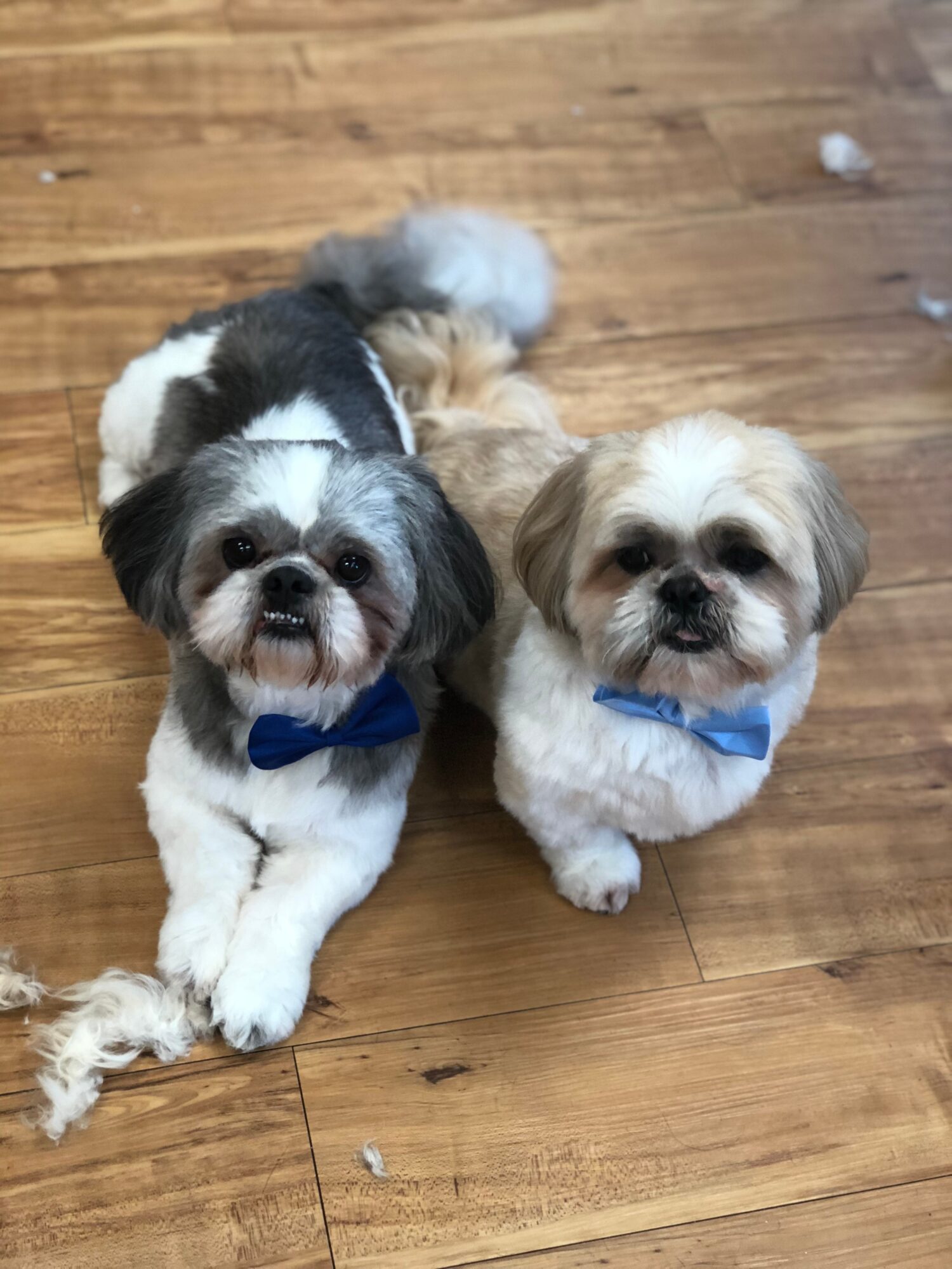 Two small dogs with blue bow ties sitting on a wooden floor, looking at the camera.
