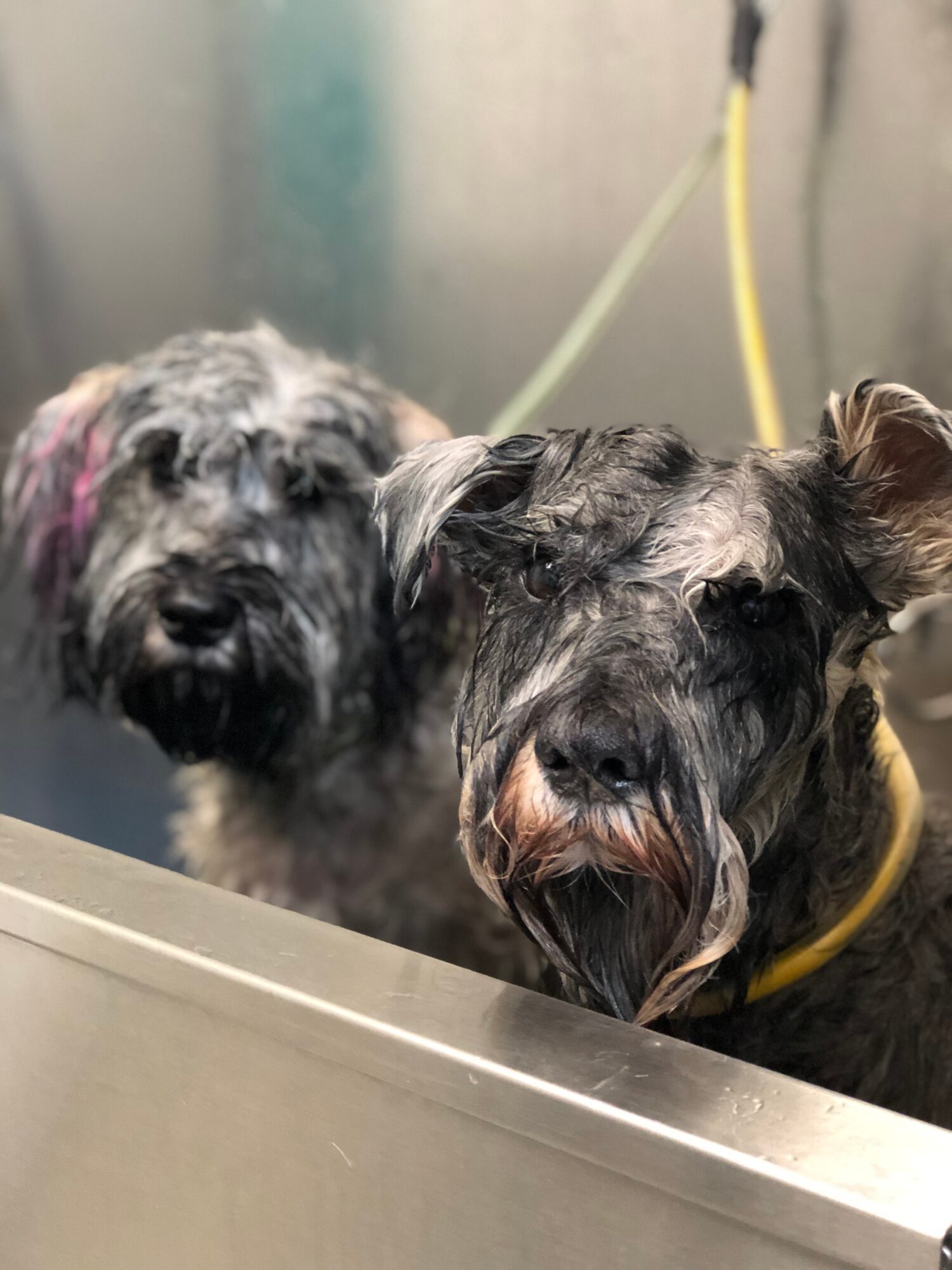 Two dogs in a grooming or bathing area, one with a yellow leash, wet fur, and a dark coat, looking at the camera.
