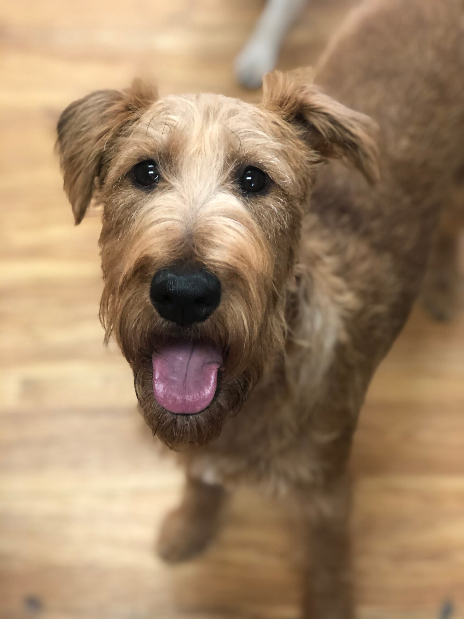 Dog with tan and gray fur, looking up with tongue out, on wooden floor, indoors.