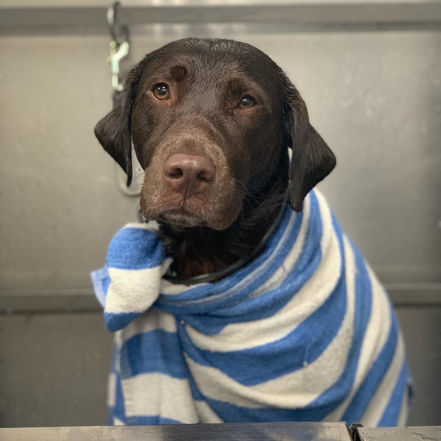 Dog wearing a blue and white striped towel around its neck, looking at the camera with a neutral expression.