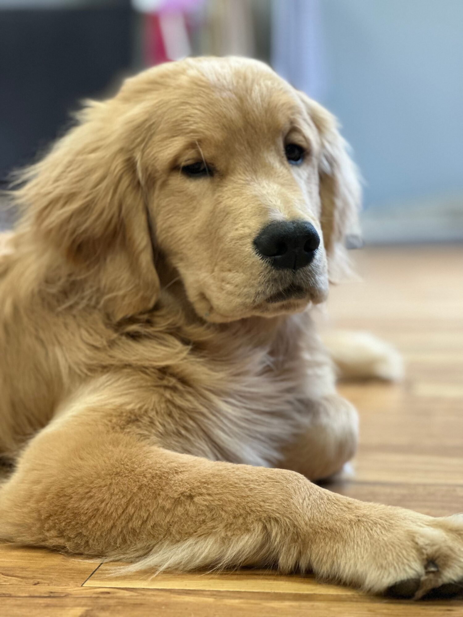 Golden retriever puppy lying on a wooden floor, looking at the camera with a relaxed expression.