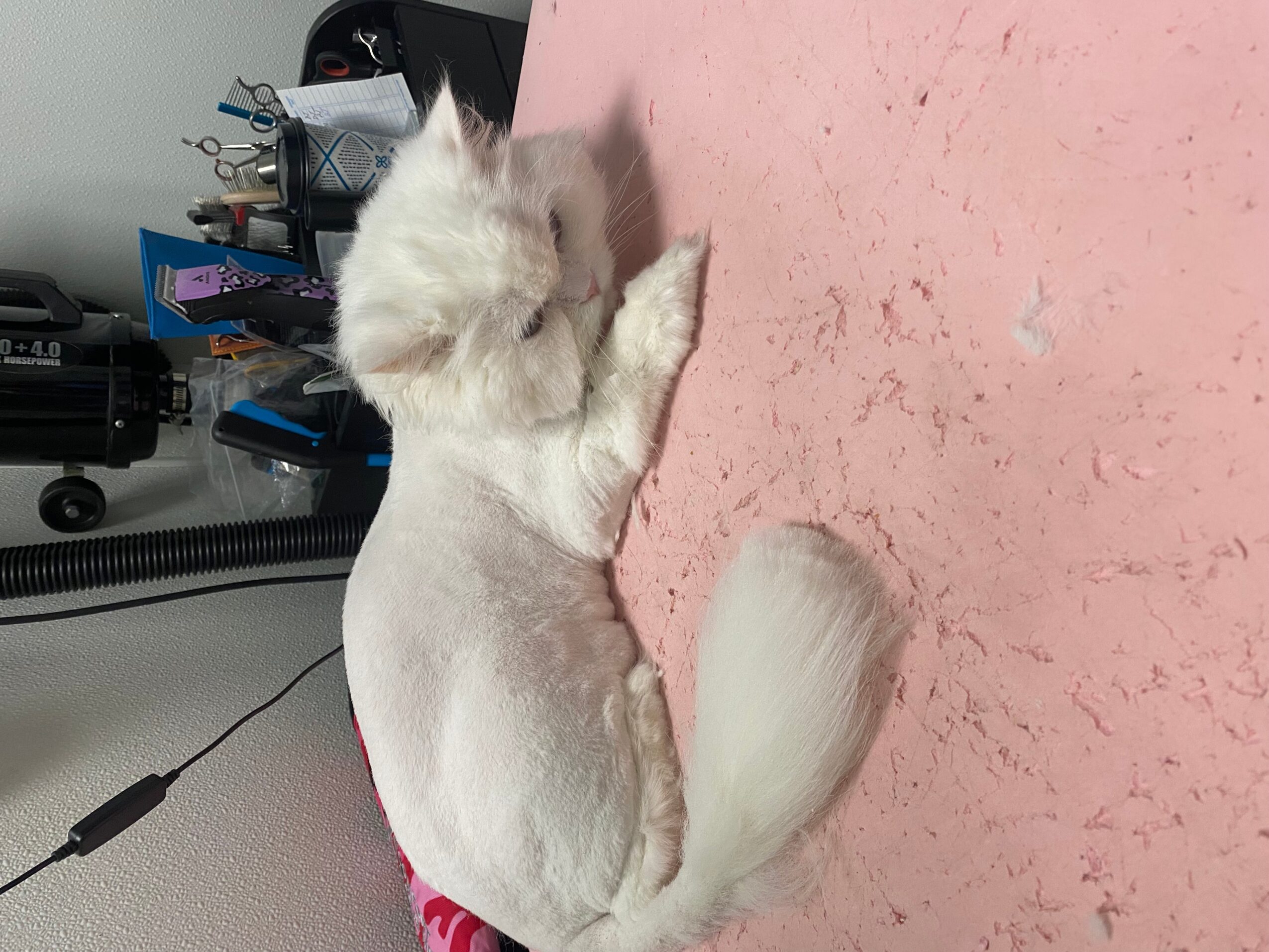 White kitten with fluffy tail sitting on pink surface, paw raised, in front of a cluttered background.