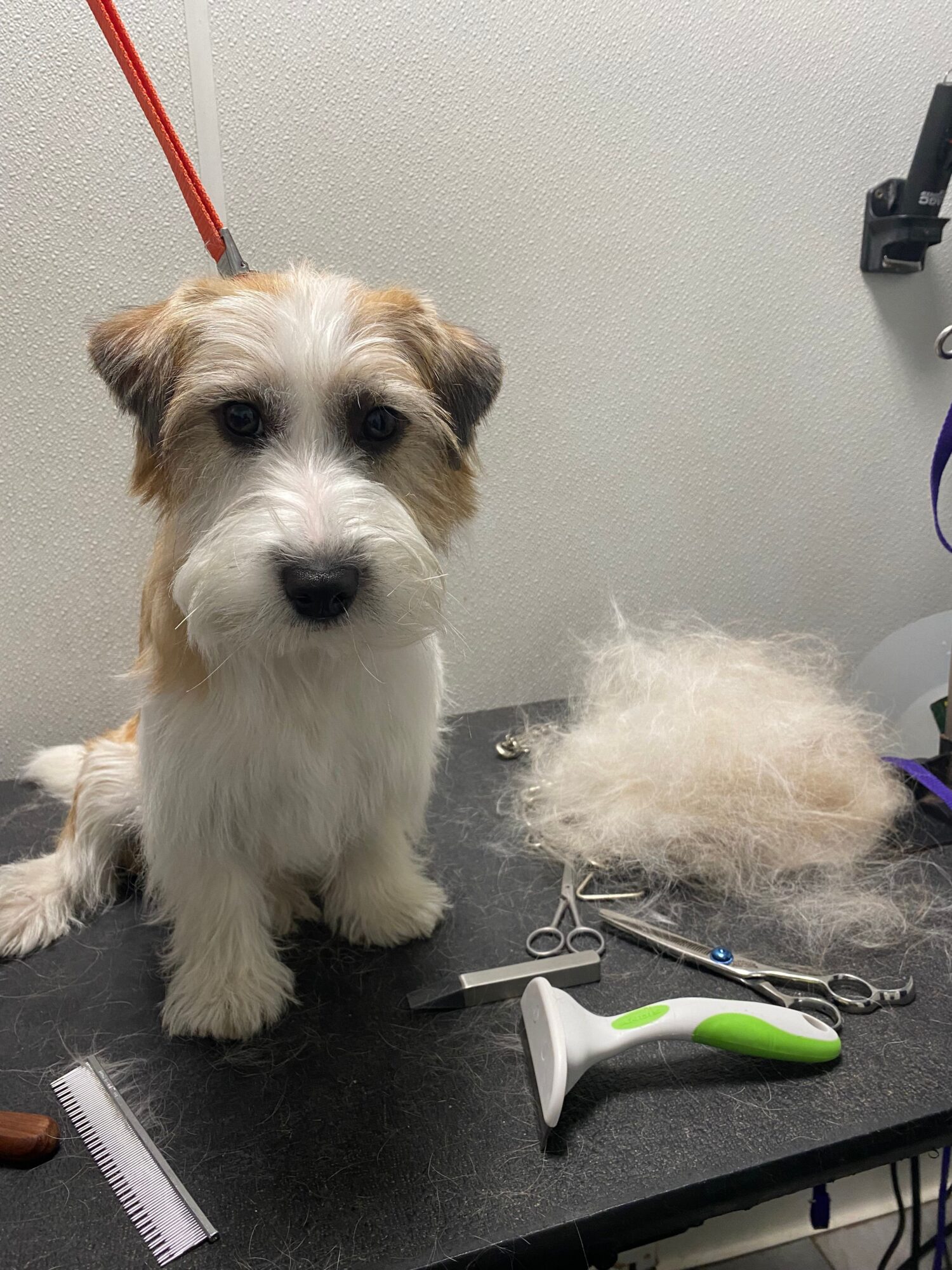 Small dog with white and brown fur sitting on a grooming table, surrounded by grooming tools and fur clippings.