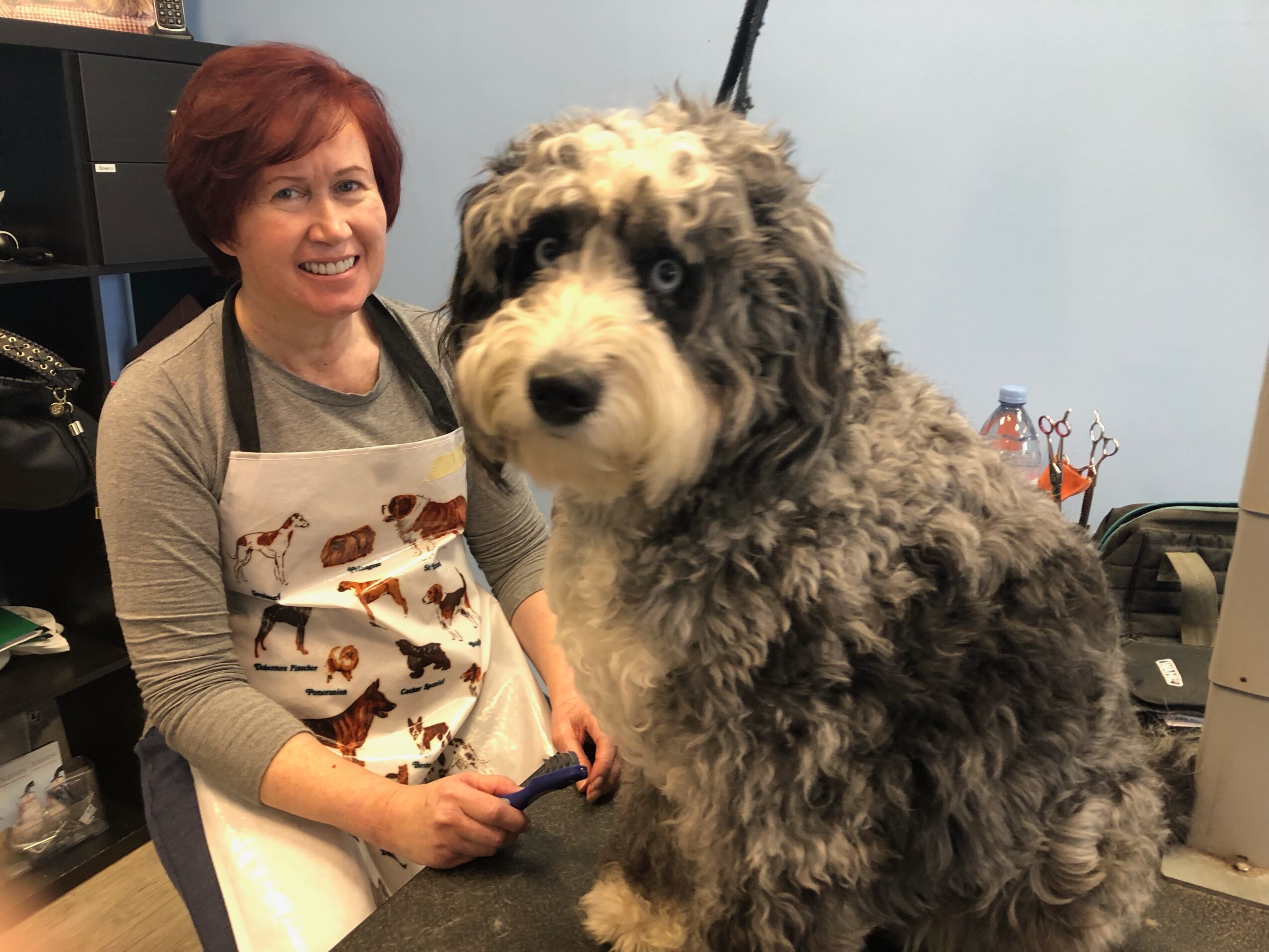 Woman smiling, wearing an apron, sitting next to a large, fluffy, gray and white dog with blue eyes in a room.