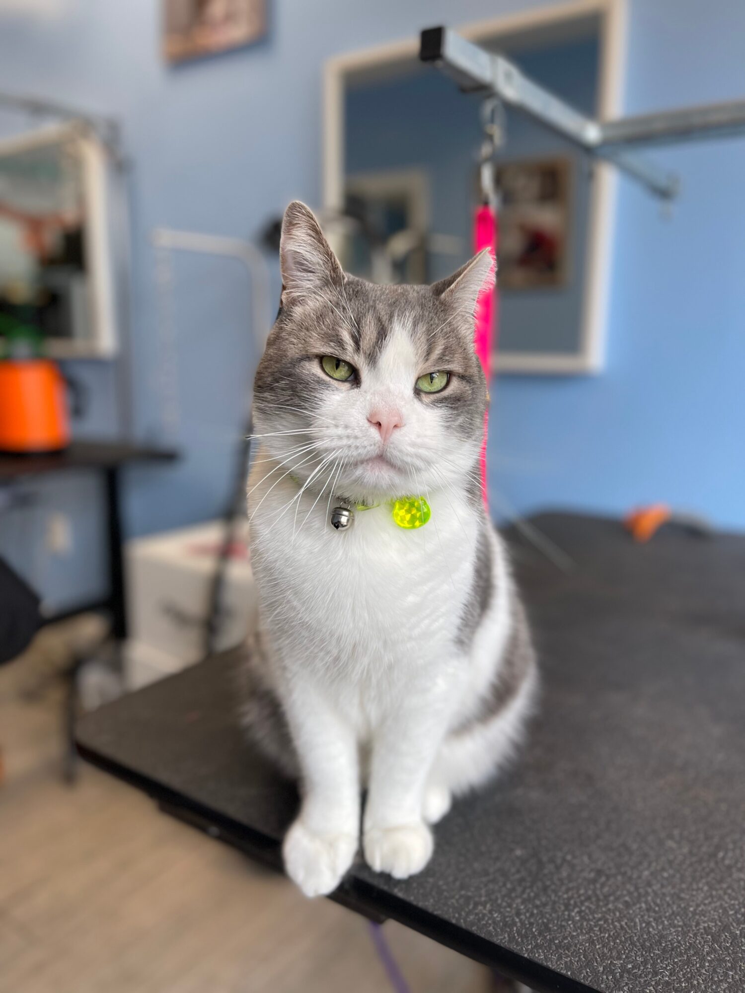 Gray and white cat with green eyes sitting on a grooming table, wearing a yellow collar with a bell, in a room with blue walls.