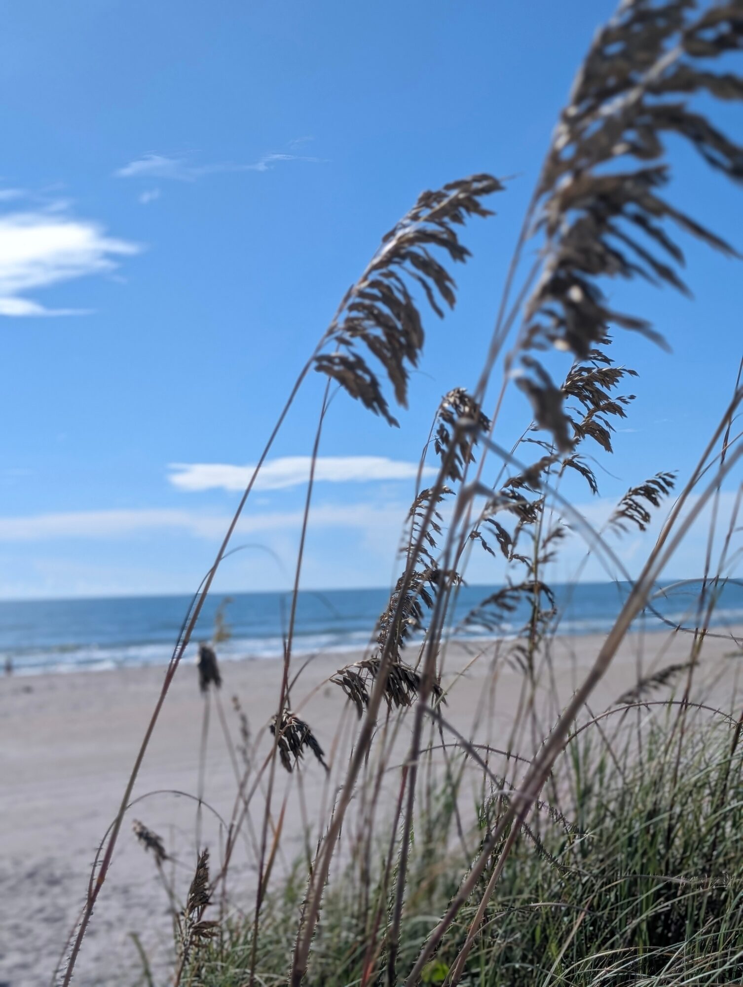 Beach scene with tall grasses in foreground, sandy shore, ocean, and blue sky with clouds in background.