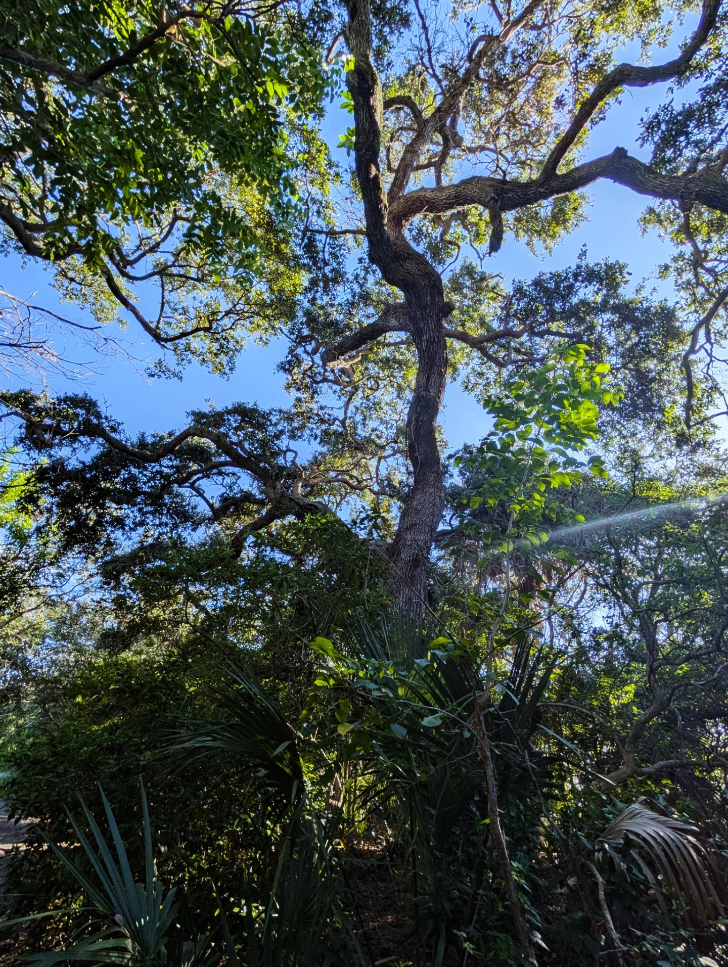 Tall tree with twisting branches and green leaves against a blue sky, surrounded by dense foliage.