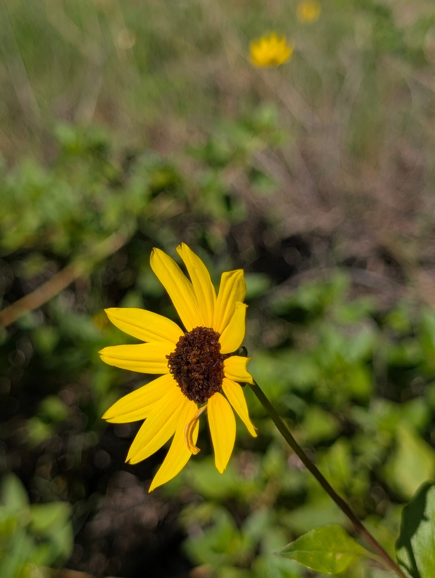 Yellow flower with dark center in a natural outdoor setting, with blurred background of greenery and another flower.