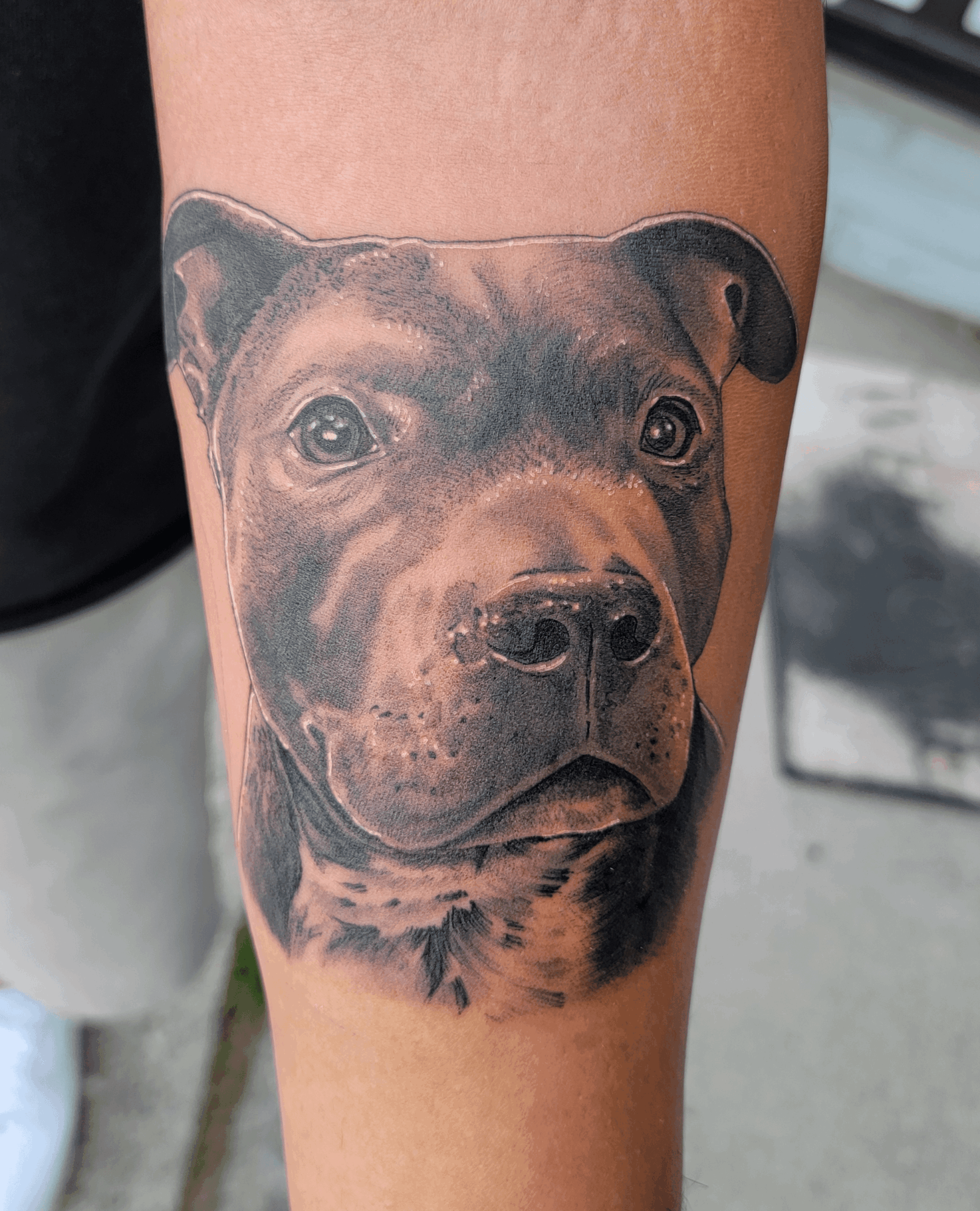 Realistic dog portrait tattoo on person's arm, showing detailed face with expressive eyes and ears.