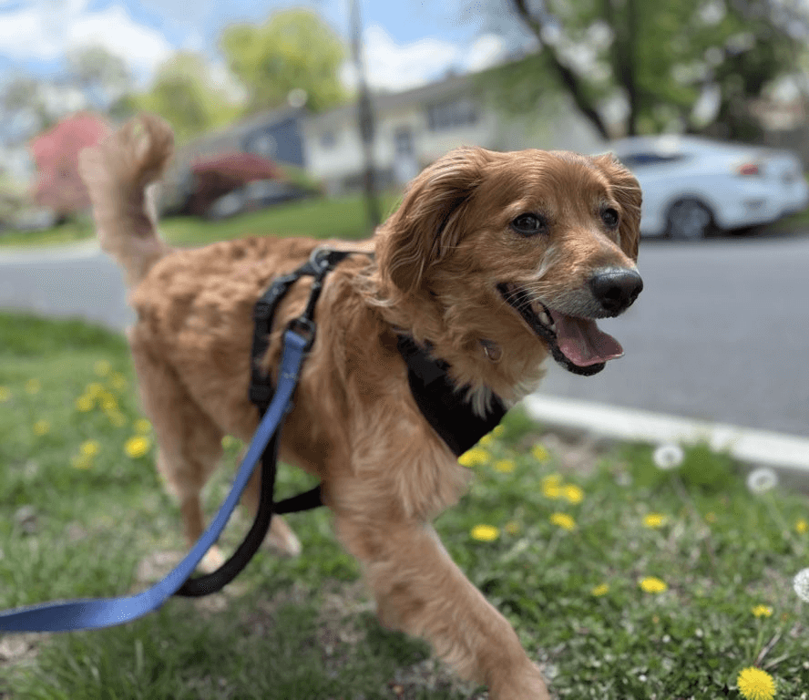A happy small dog with a harness and leash outdoors on grass with yellow flowers, trees, and parked cars in background.