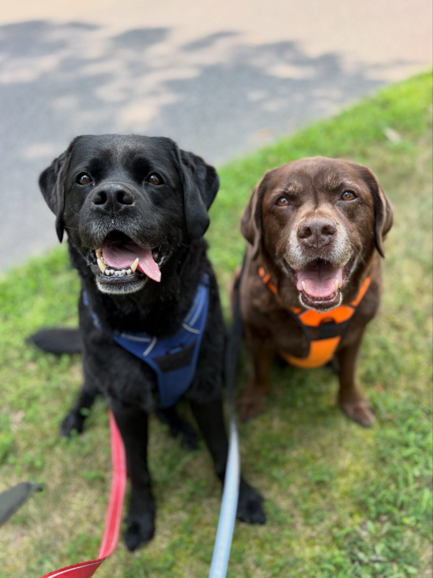 Two dogs sitting on grass, one black with a blue harness and the other brown with an orange harness, both smiling.