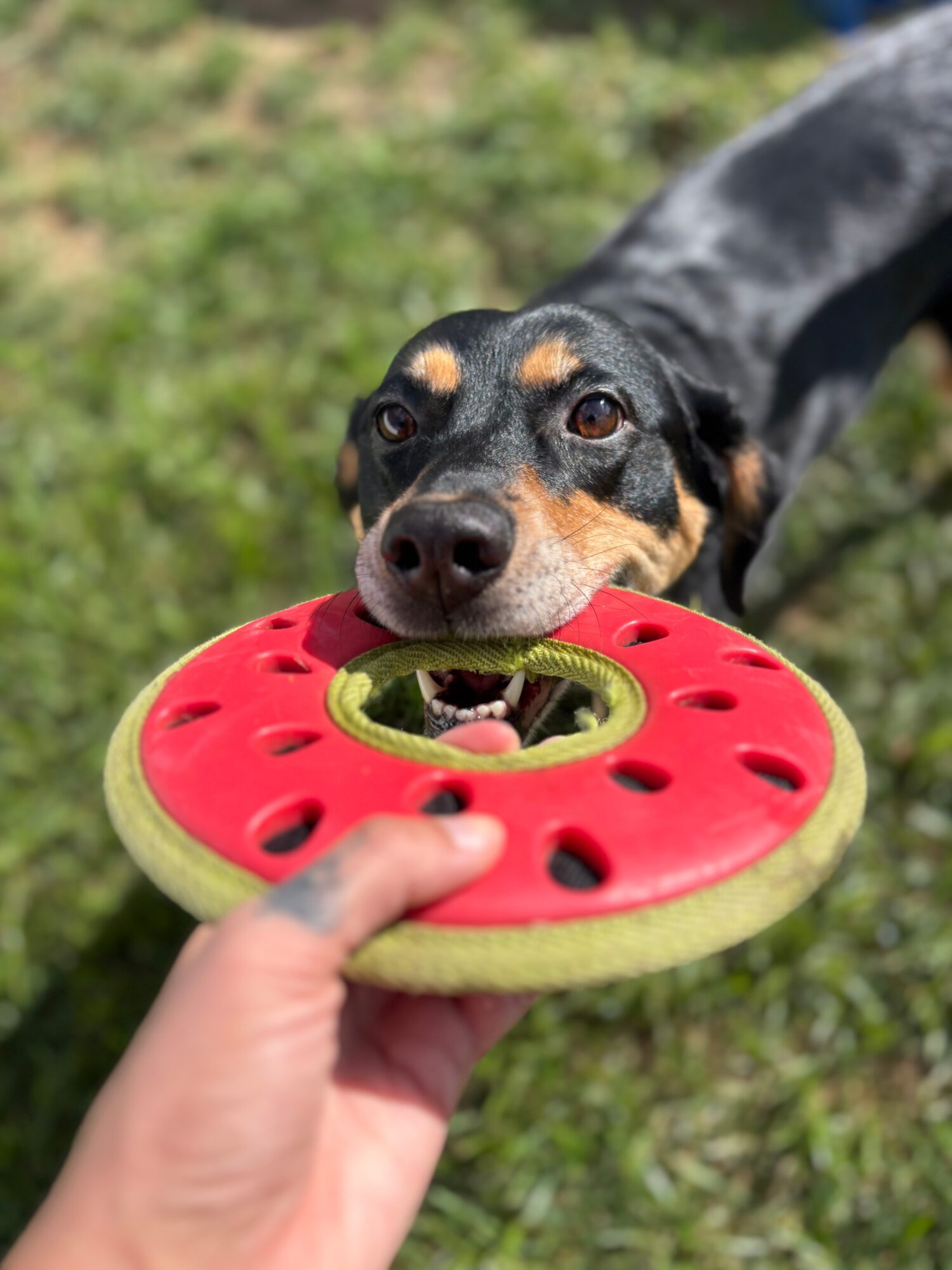 Dog biting a red and green rubber toy held by a person's hand outdoors, grass in the background.
