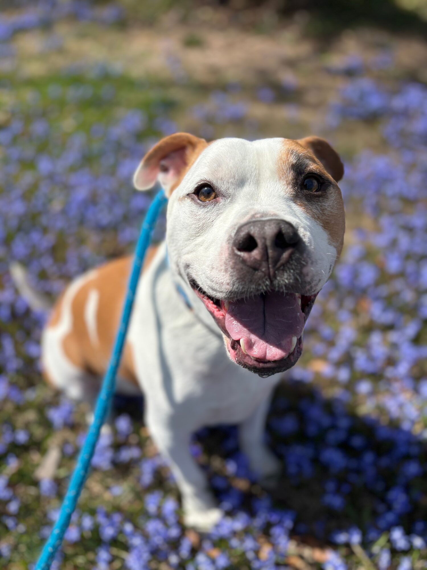 Smiling dog with a blue leash outdoors among purple flowers and greenery.